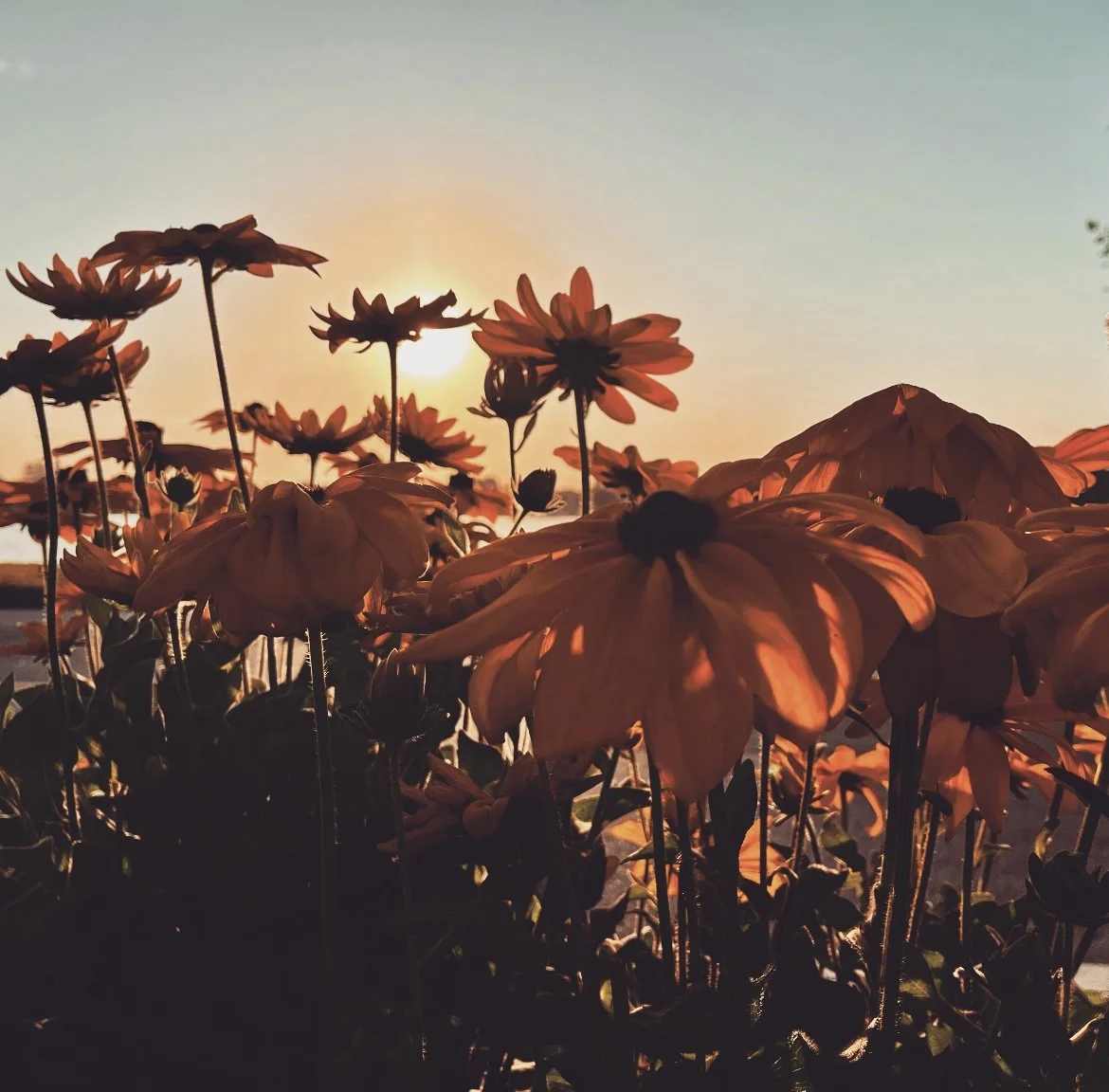 Swan Haven &amp; The People That Live There