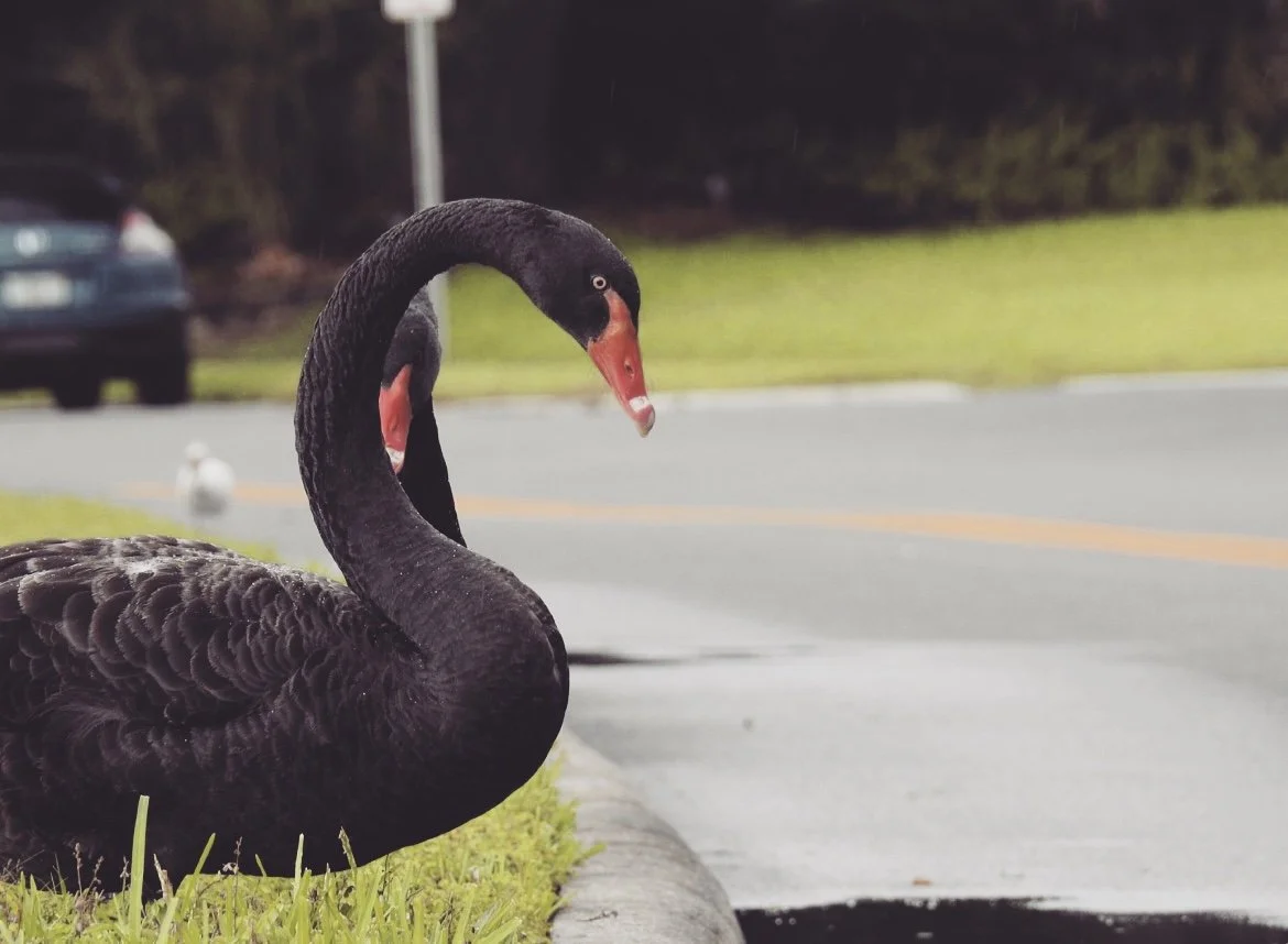Feathery Friends - Maintaining Ecological Balance &amp; Boosting The Economy