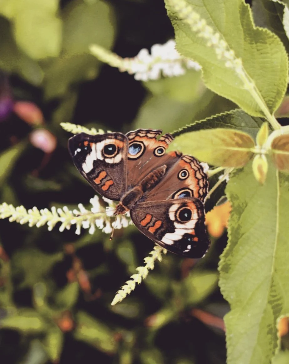 Flutter Over To Zoey’s Butterfly House on Earth Day at Bonnet Springs