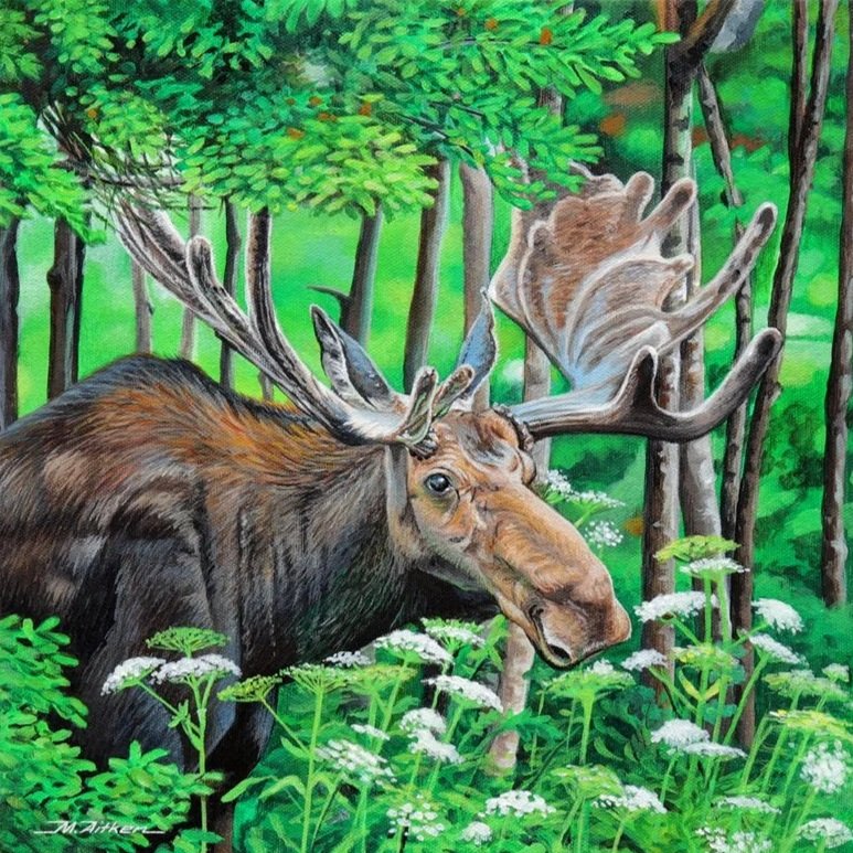 Chocolate Moose amongst the Spruce  (12"x12") | SOLD