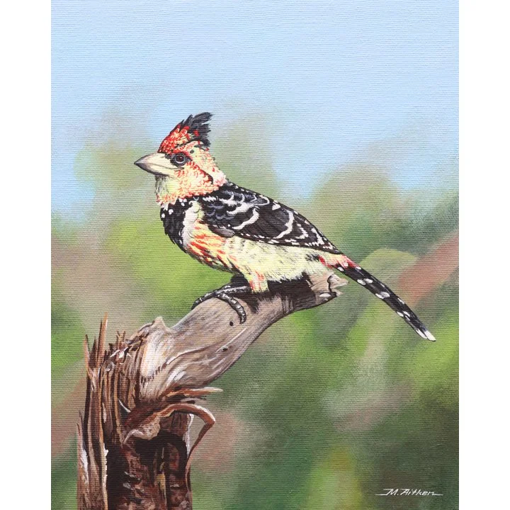 Crested Barbet.jpg