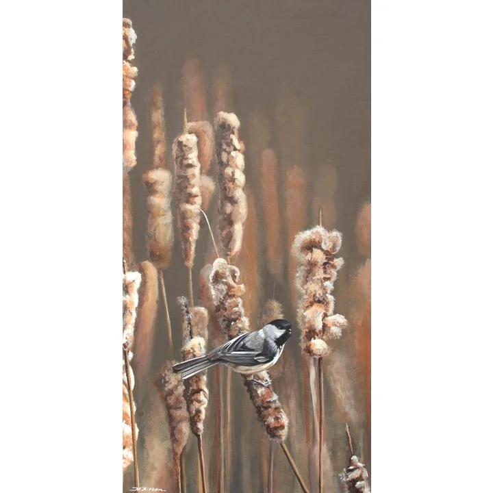 shelleys chickadee.jpg