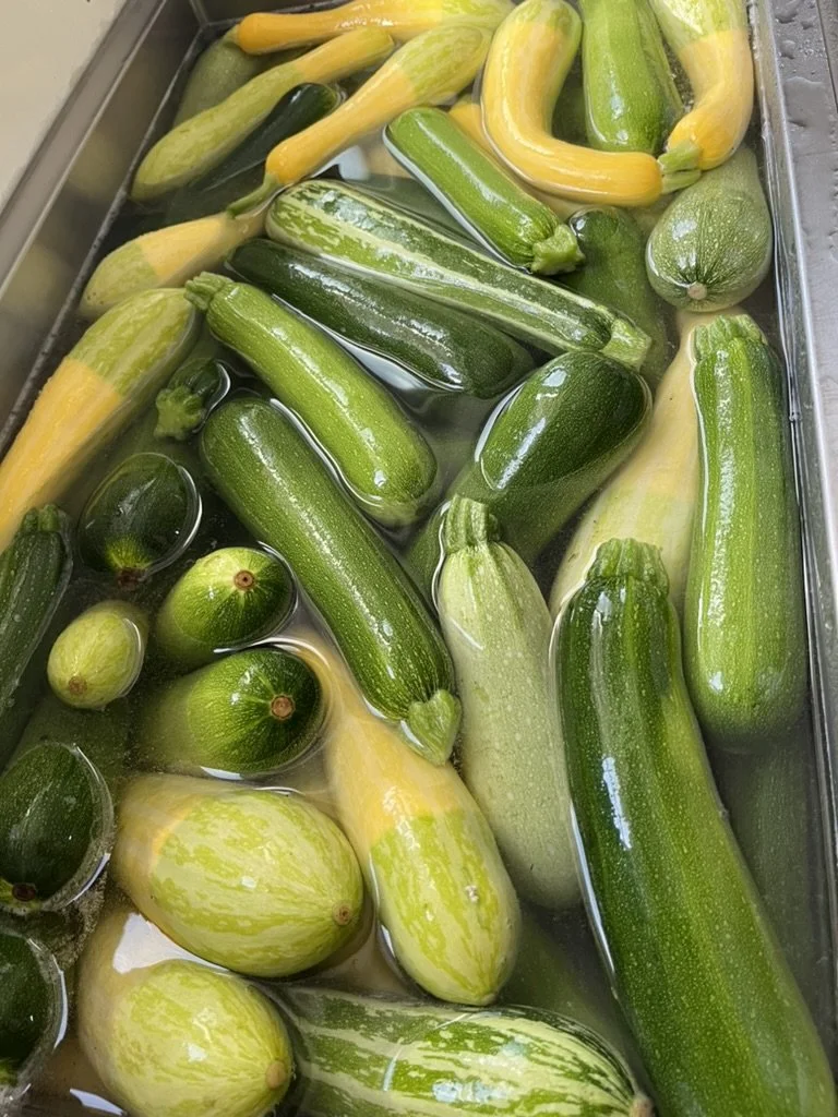 Summer squash