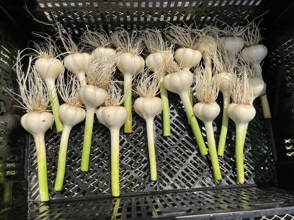 Garlic bulb