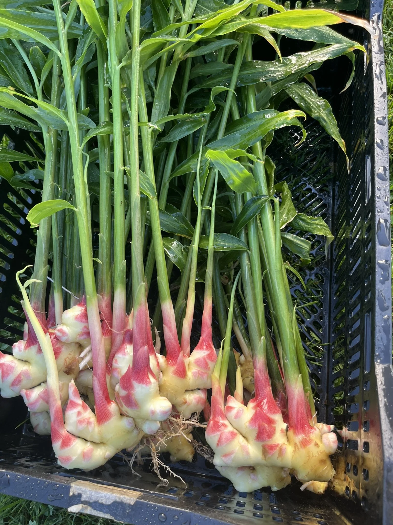 Fresh ginger