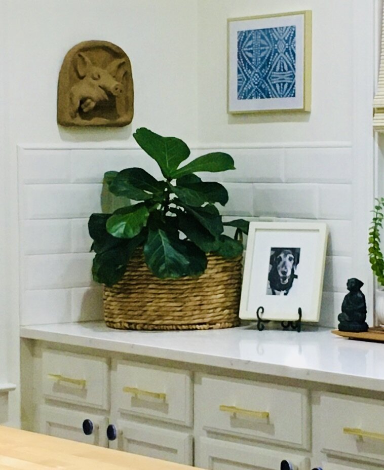 Perfect Basket for a Fiddle Leaf Fig on Kitchen Counter