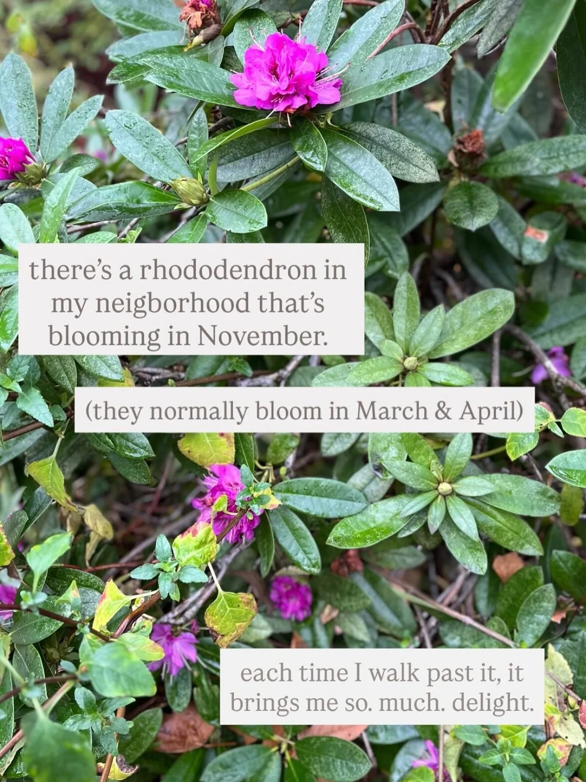 nature&rsquo;s imperfections offer us a glimpse into what life could be like if we allowed ourselves to be, exactly as we are, in every moment. 

nothing to fix, nothing to solve. 
no urgency. 
no comparison, or guilt, or lack. 

not falling behind o