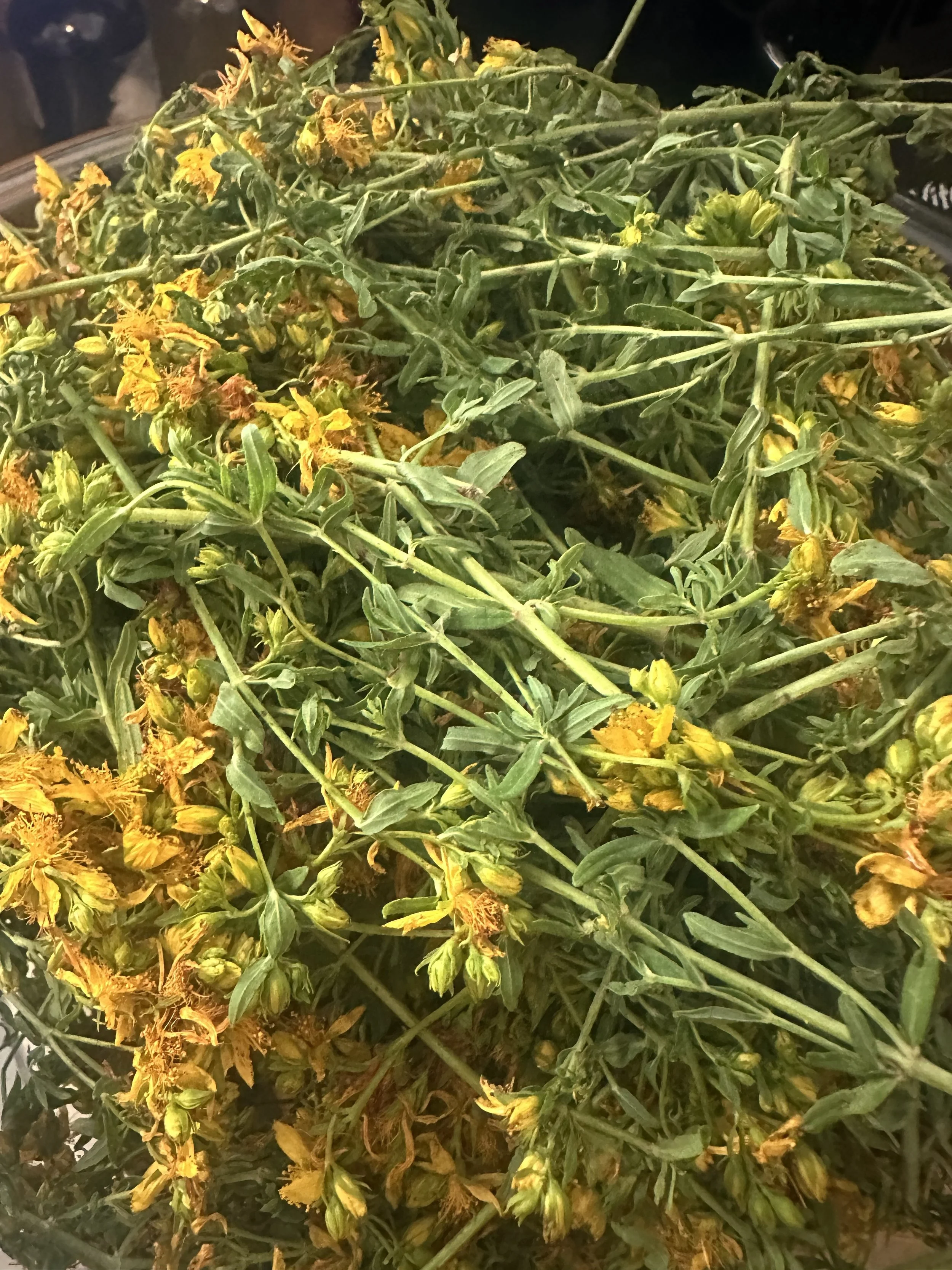 St. John's Wort.jpg