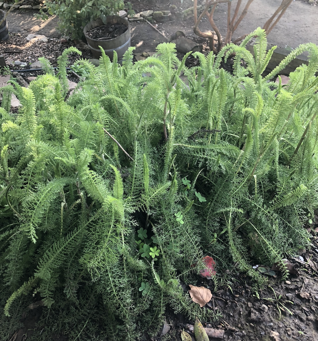 Screen Shot 2022-06-20 at 5.08.10 PM.png