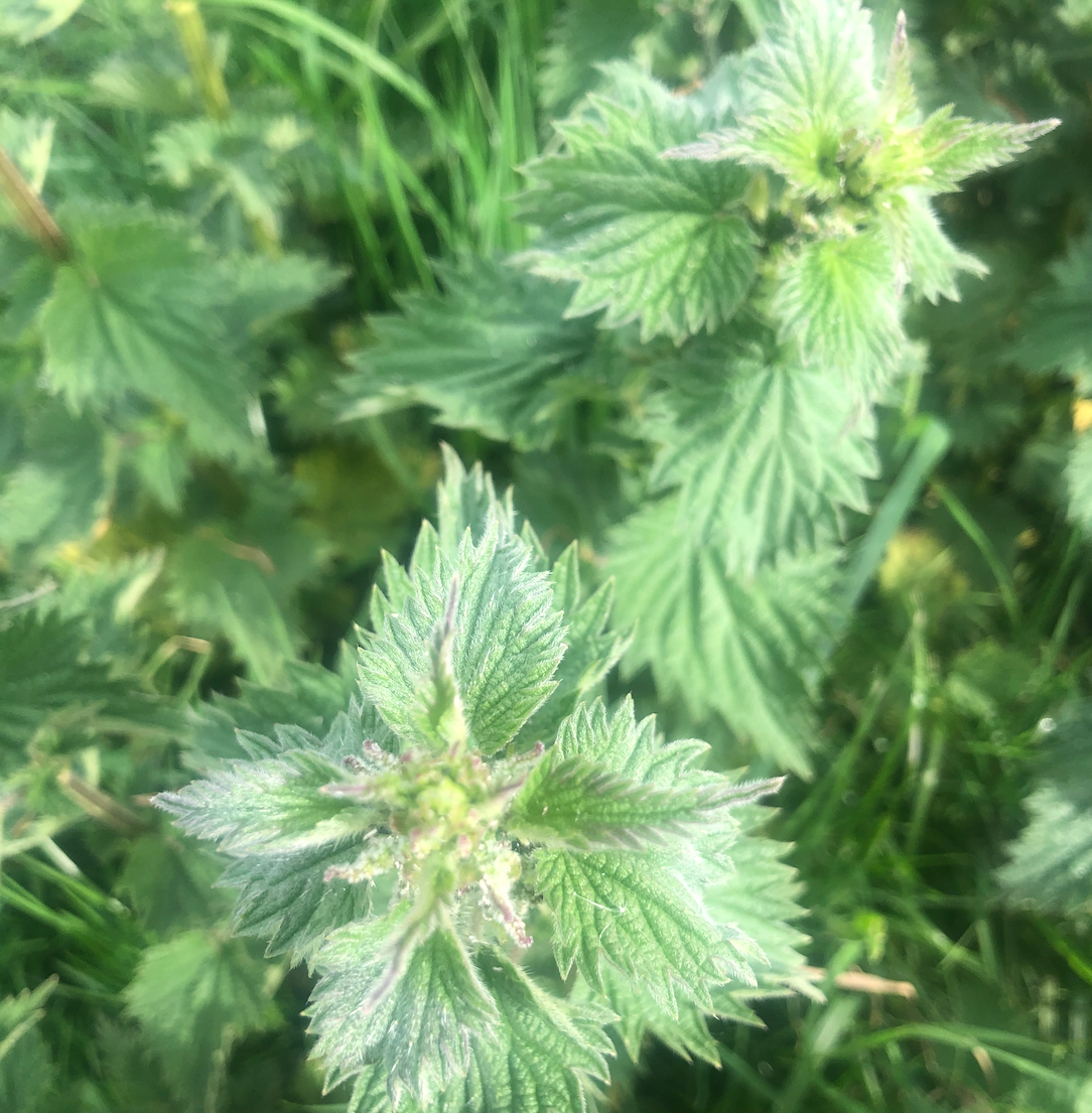 Herbal Medicine Making Circle in White Crane Springs Garden with Nutritive Wild Nettle