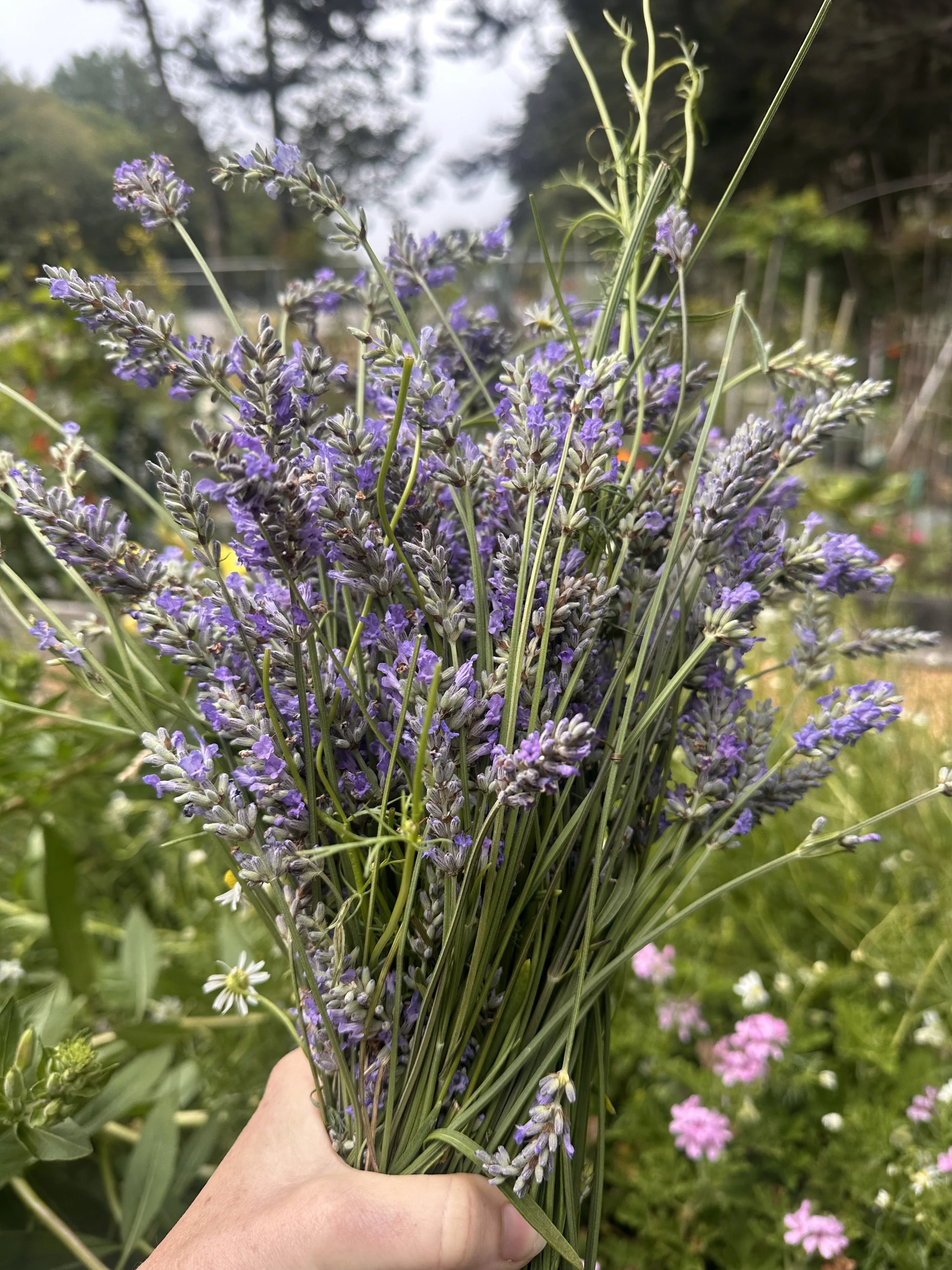 Lavender Dream : 1-Day Herbal Retreat in Half Moon Bay