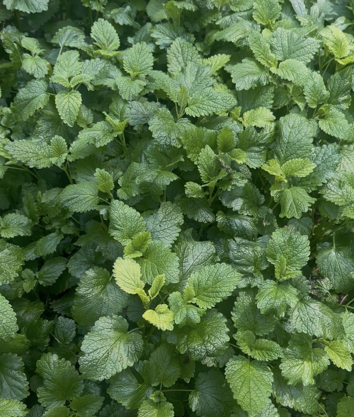 The Magic + Power of Mint - Herbal Garden Class in San Francisco 