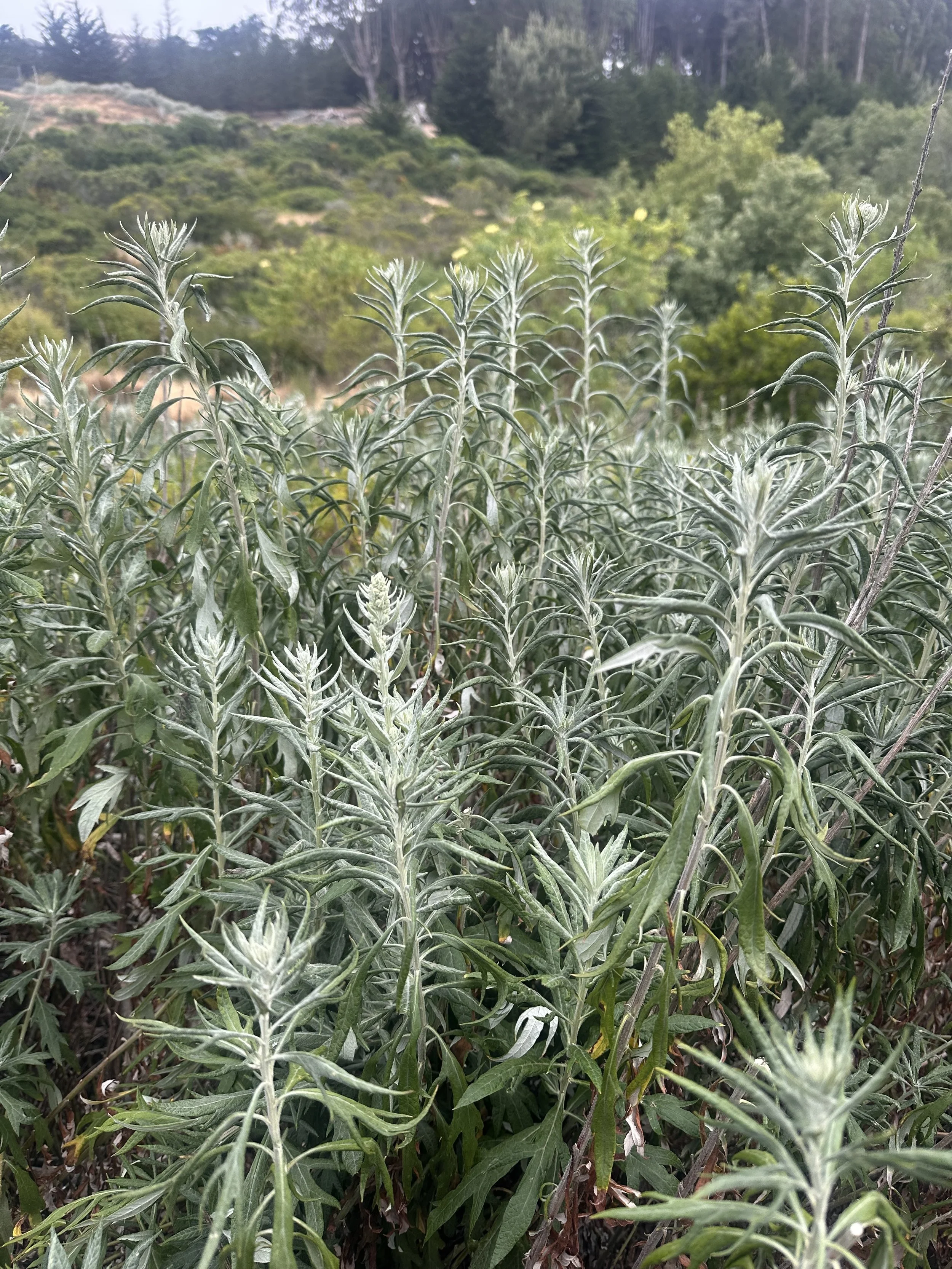 The Magic + Power of Herbs for Sleep and Dream Support - Herbal Garden Class in San Francisco 