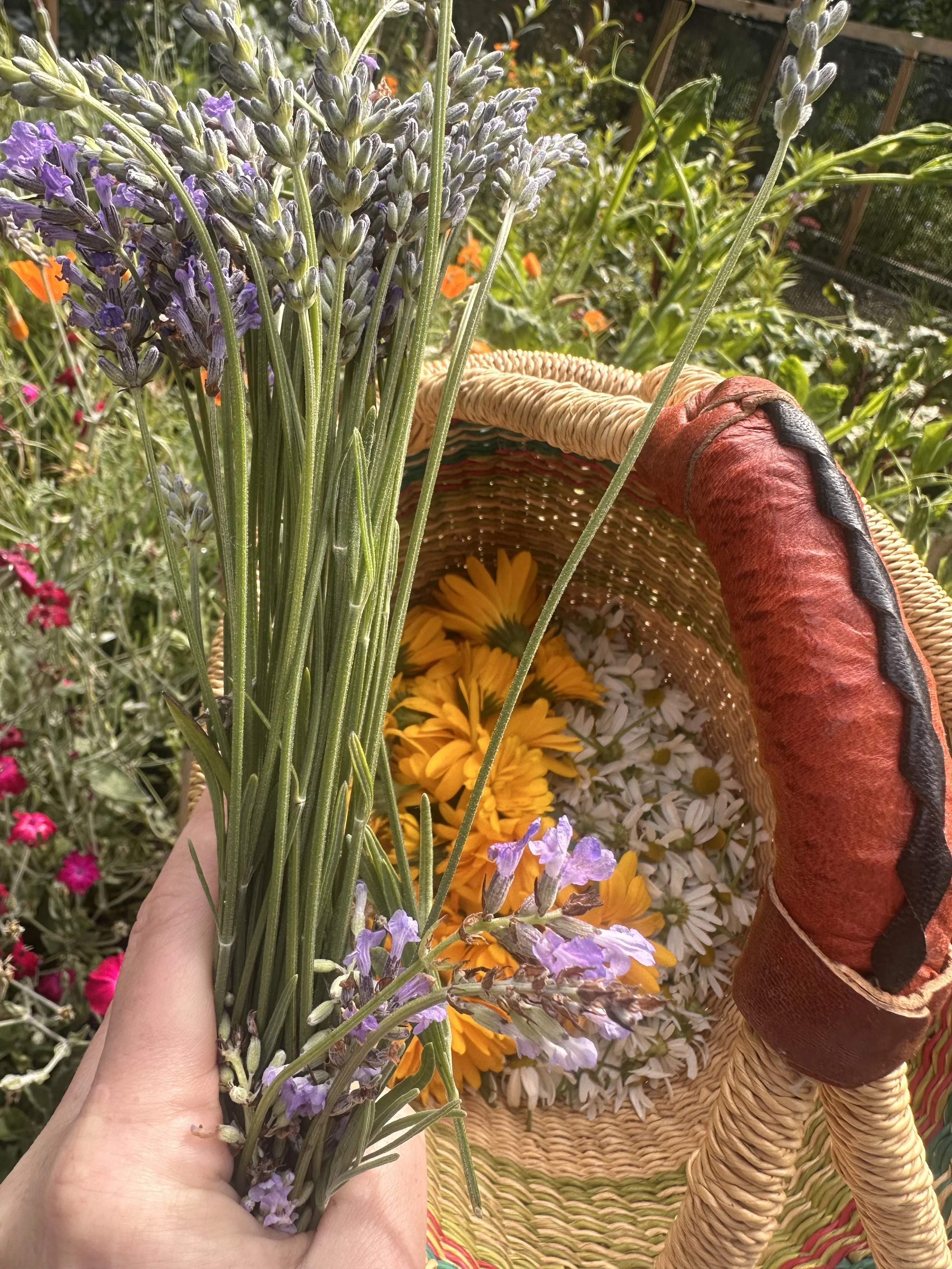 The Magic + Power of Medicinal Roots &amp; Herbs for Immunity - Herbal Garden Class in San Francisco 