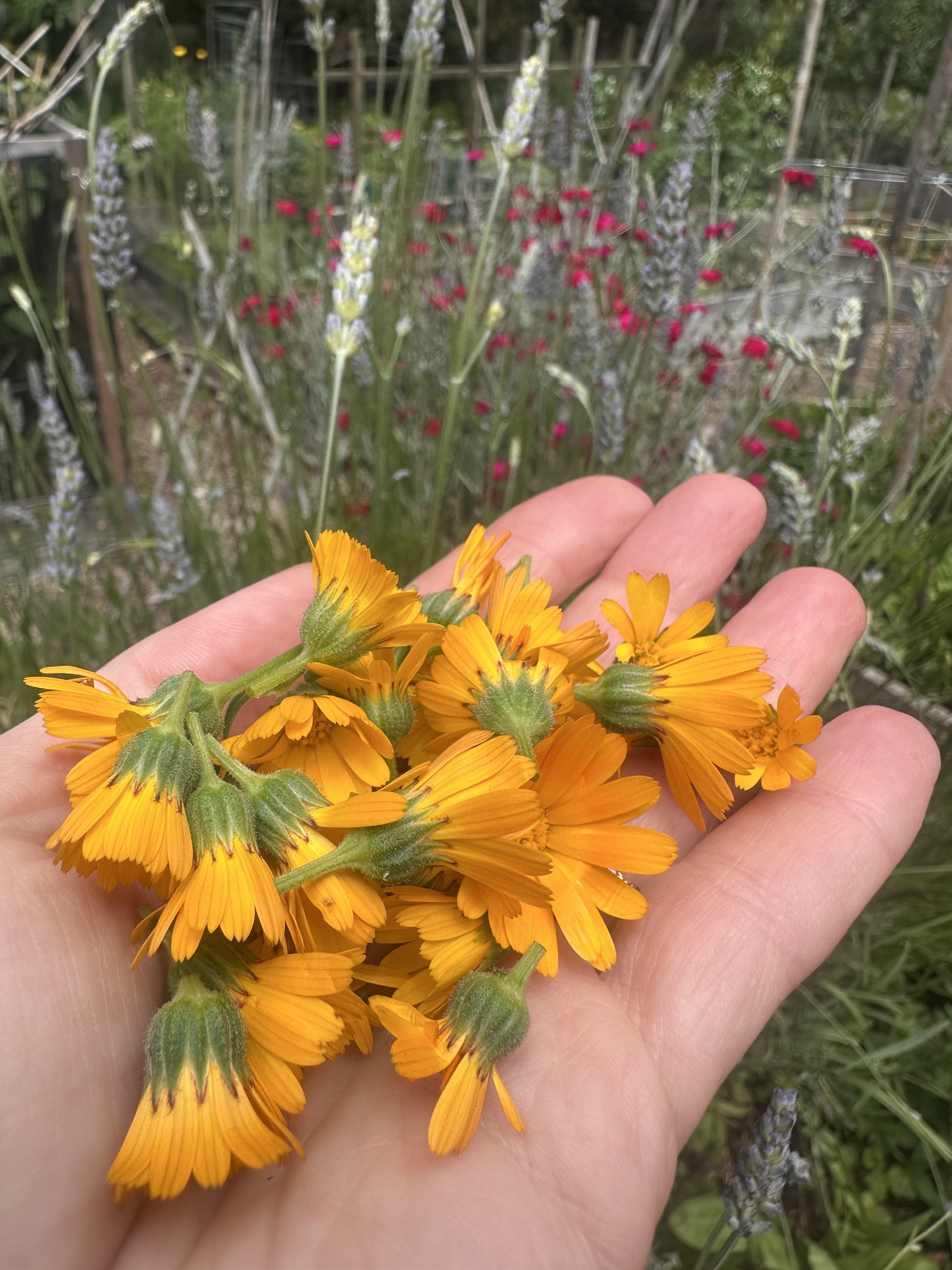 Calendula-garden.jpg