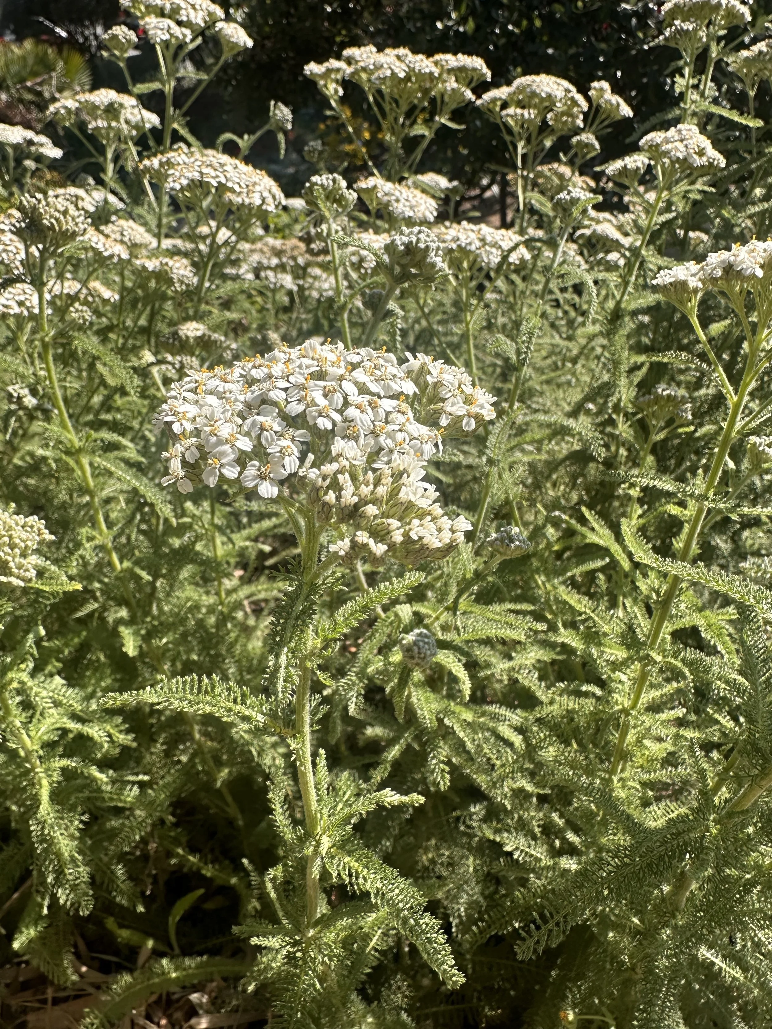 Yarrow-garden.jpg
