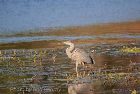 Nature Photography with Rod Reamy