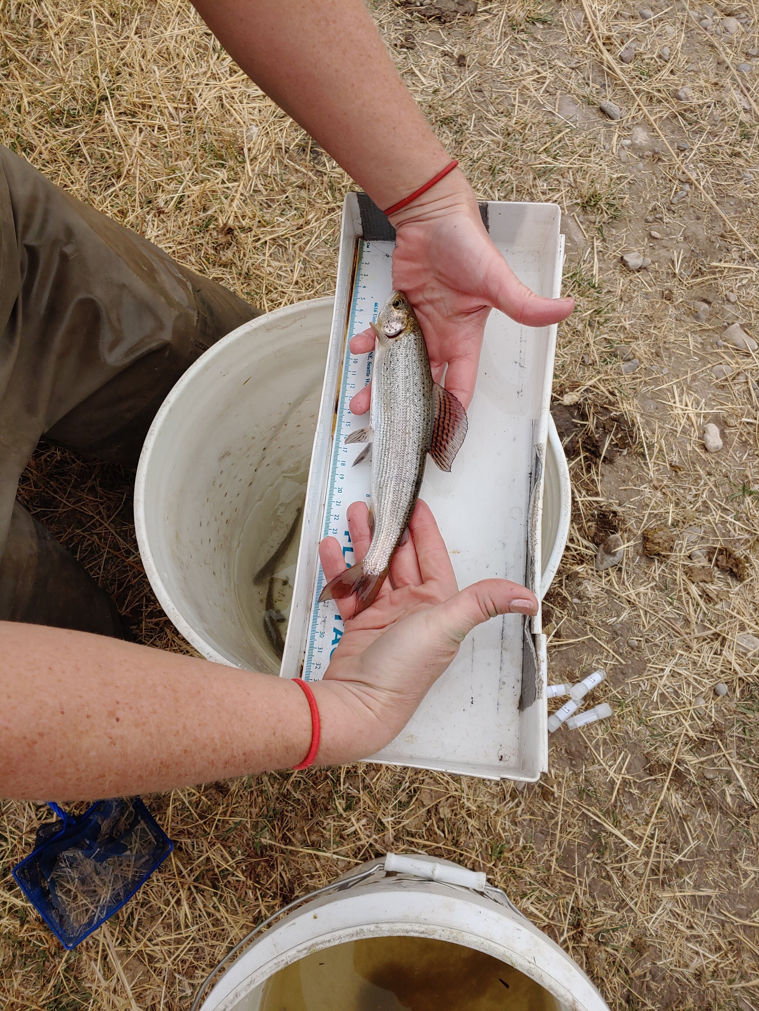 measuring grayling.jpg