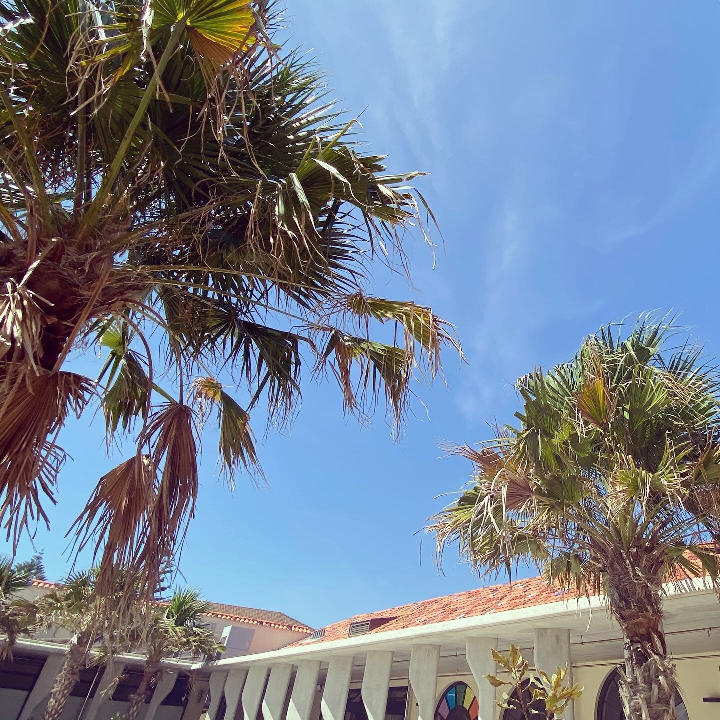 Postcards from the pavilion #angles #architecture #australia #blue #bondi #bondipavilion #palmtrees #sky #sydney