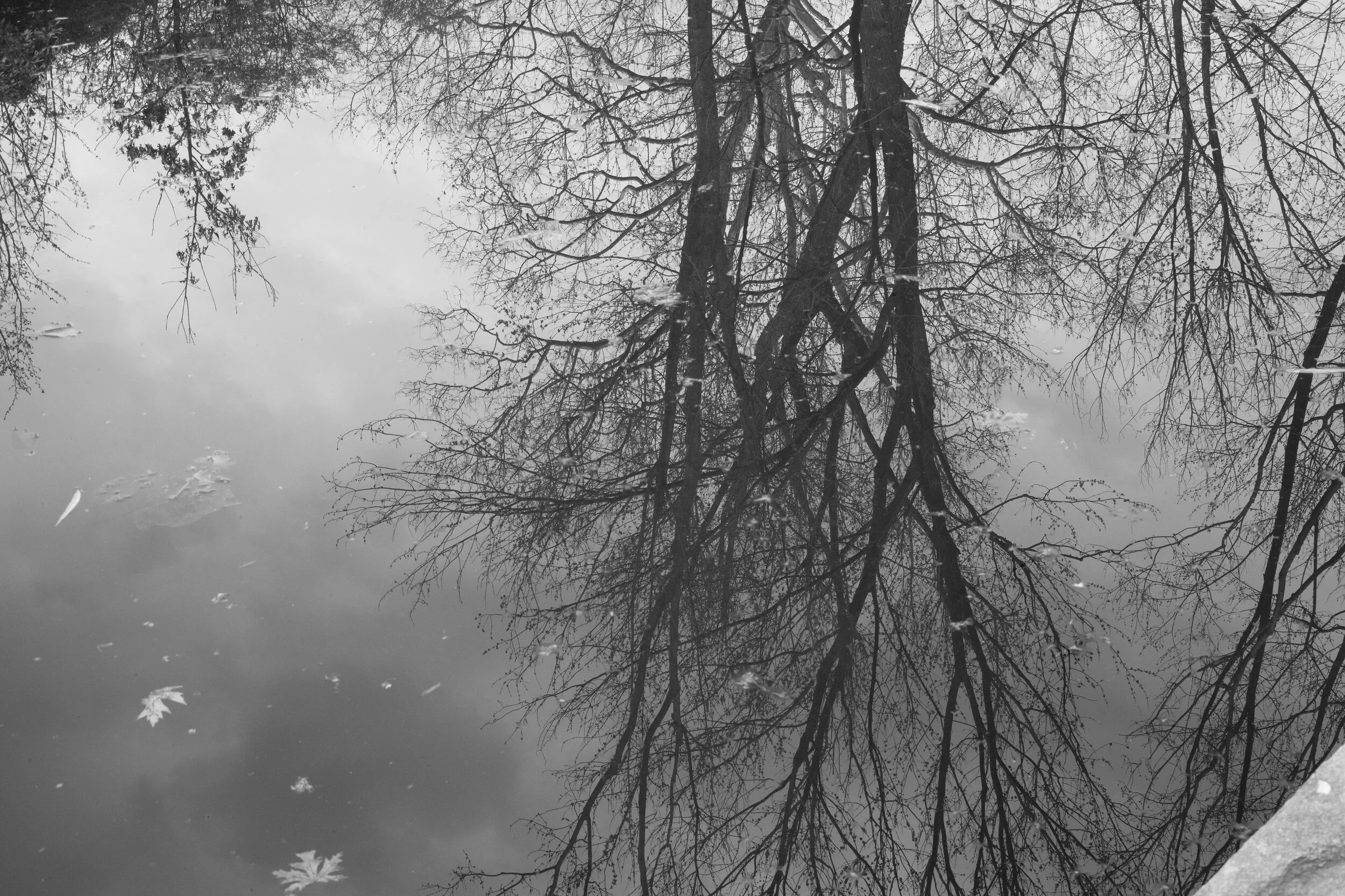 Georgetown tree reflection