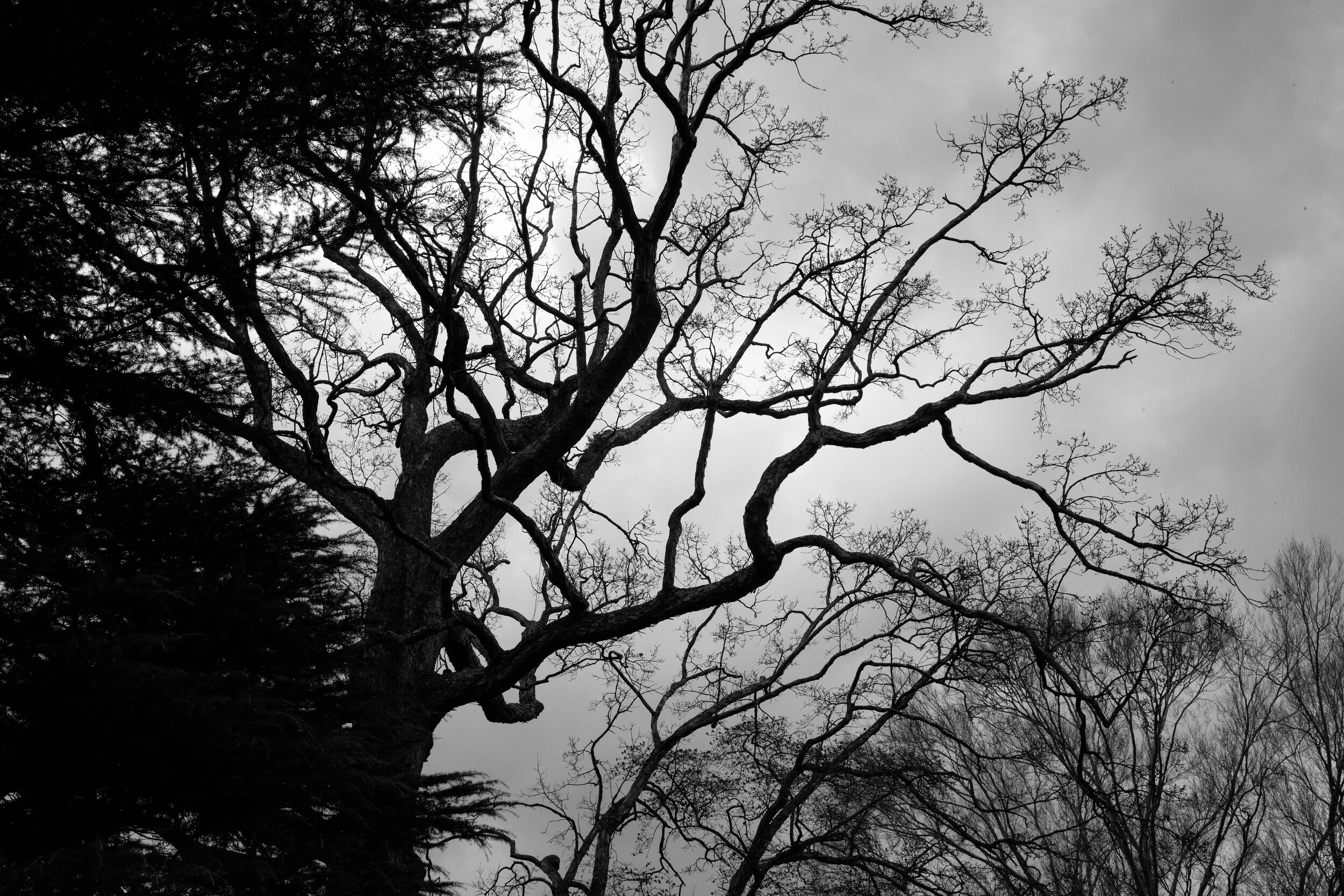 Georgetown tree - dusk