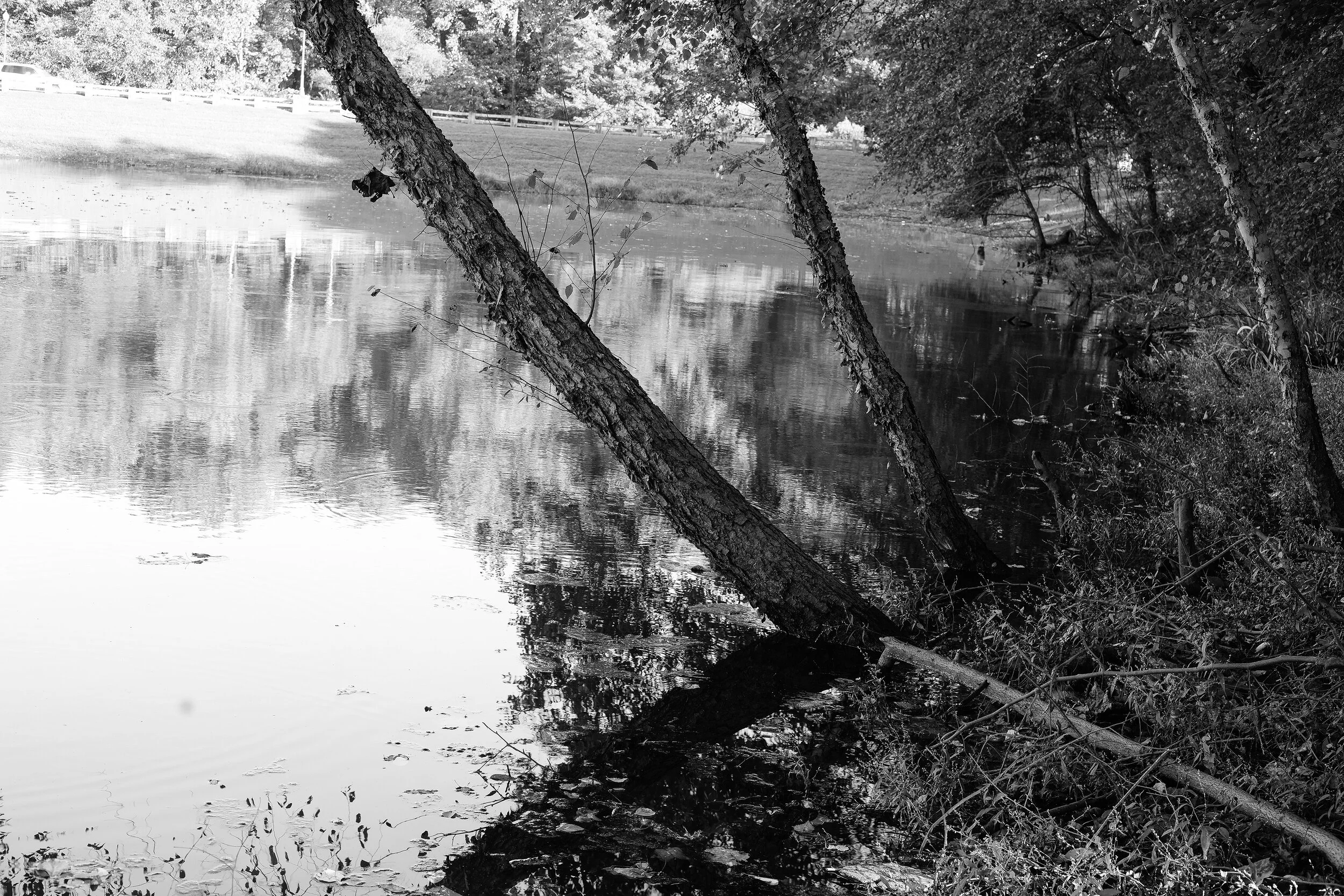 curved tree - Lakeside