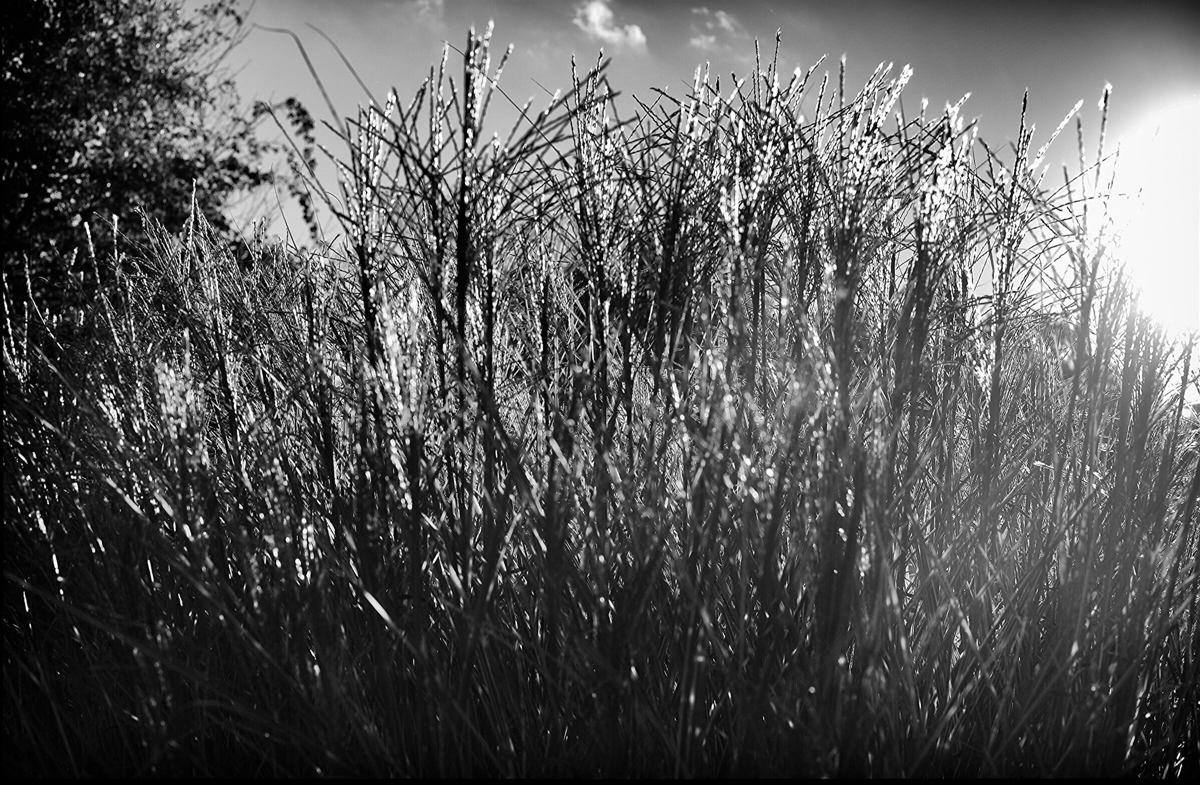 late day grasses