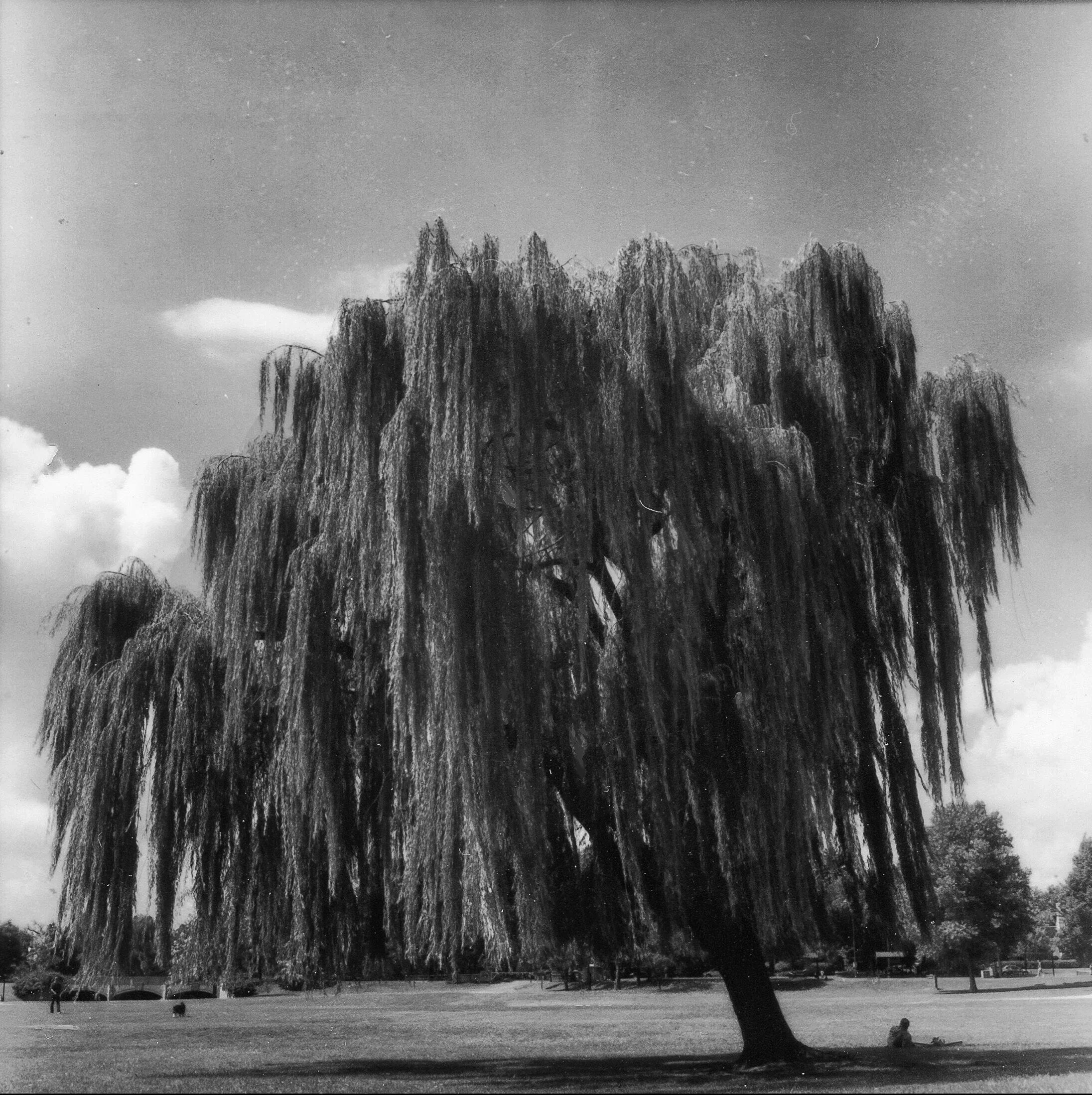 Weeping Willow