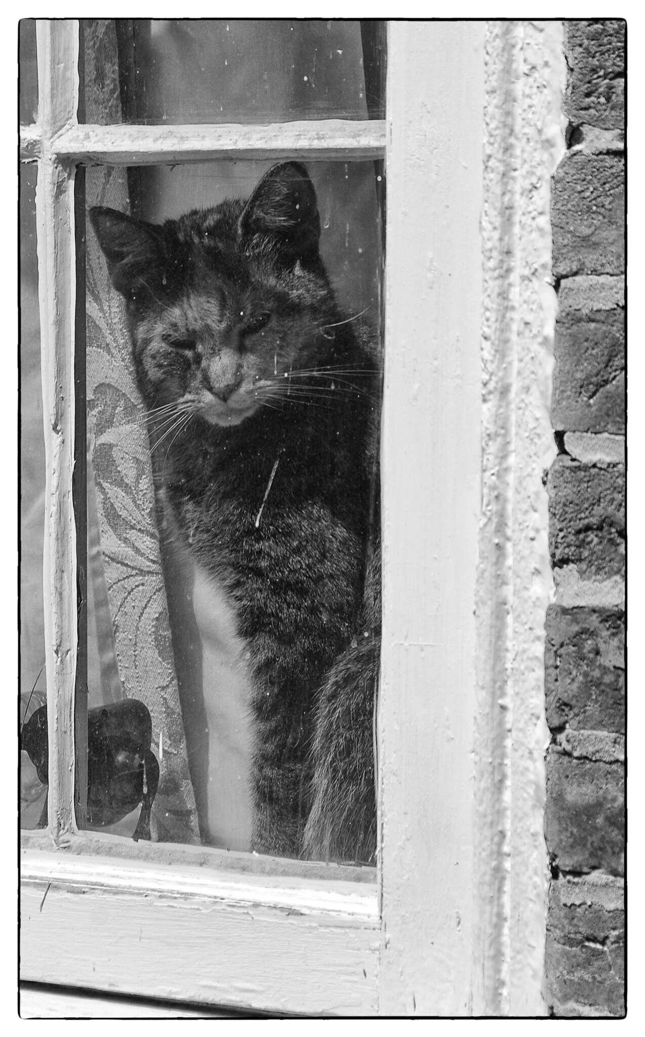 Sooty in the window