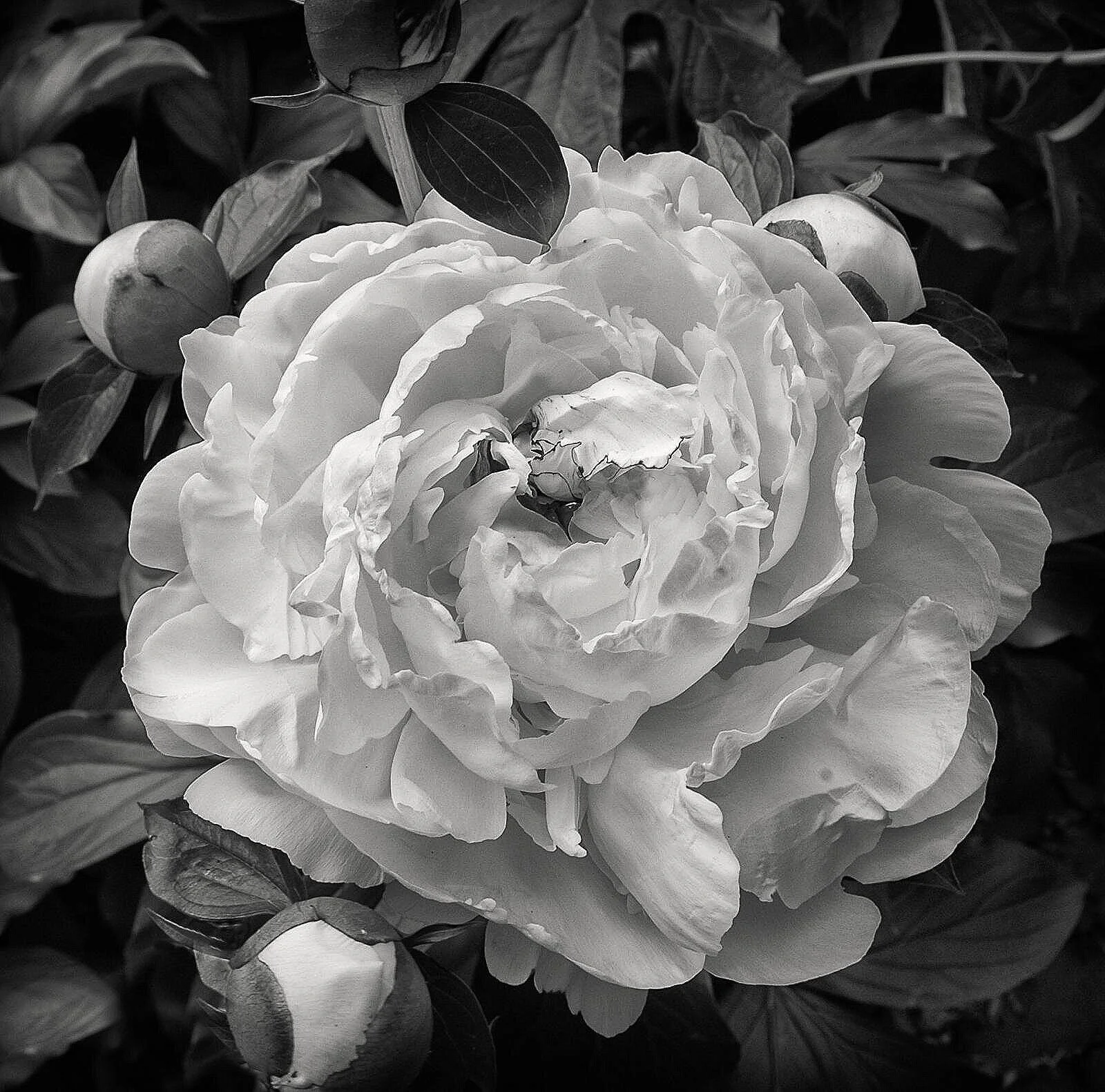 Spring into Summer - the Peony blooms
