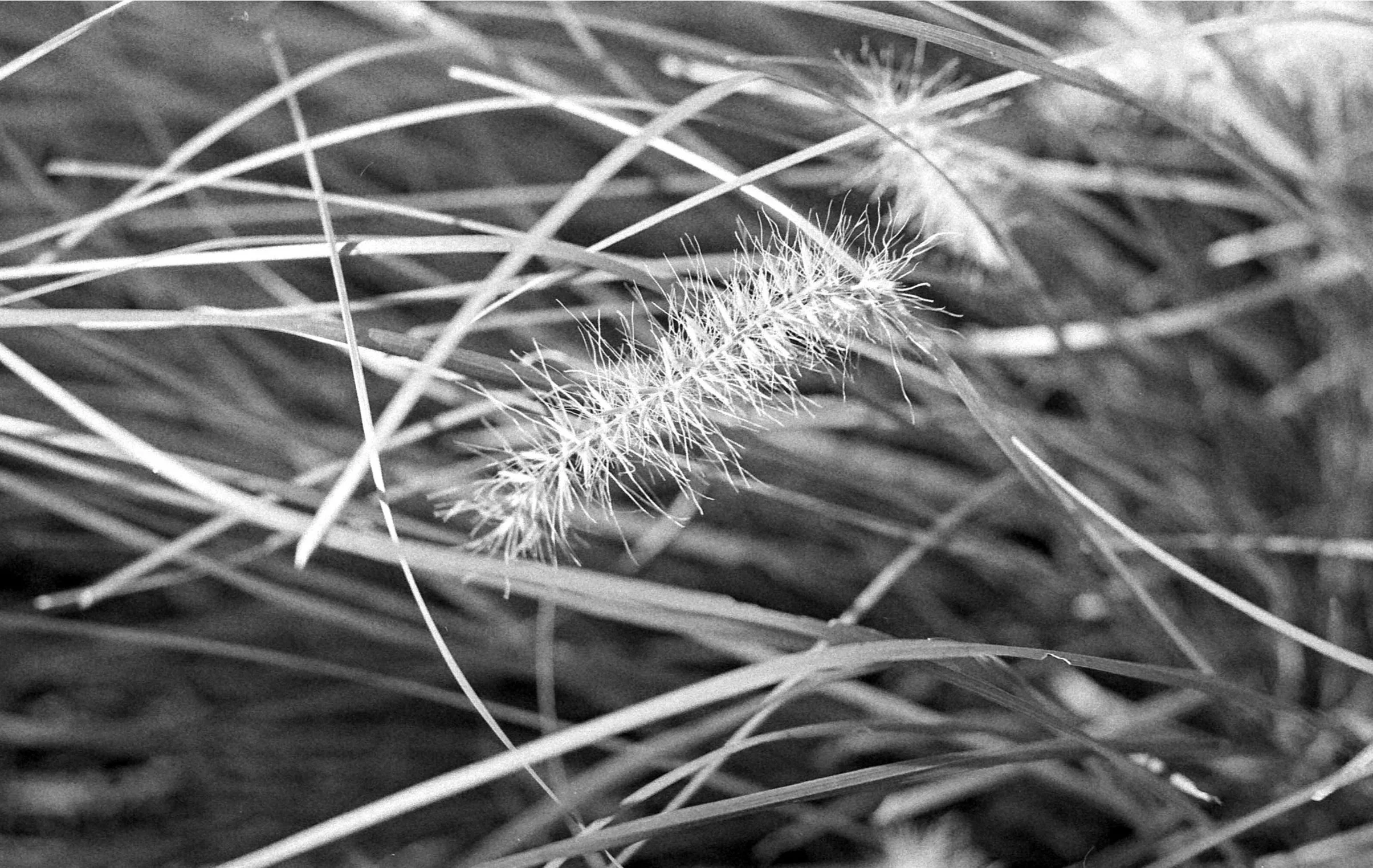 soft grasses