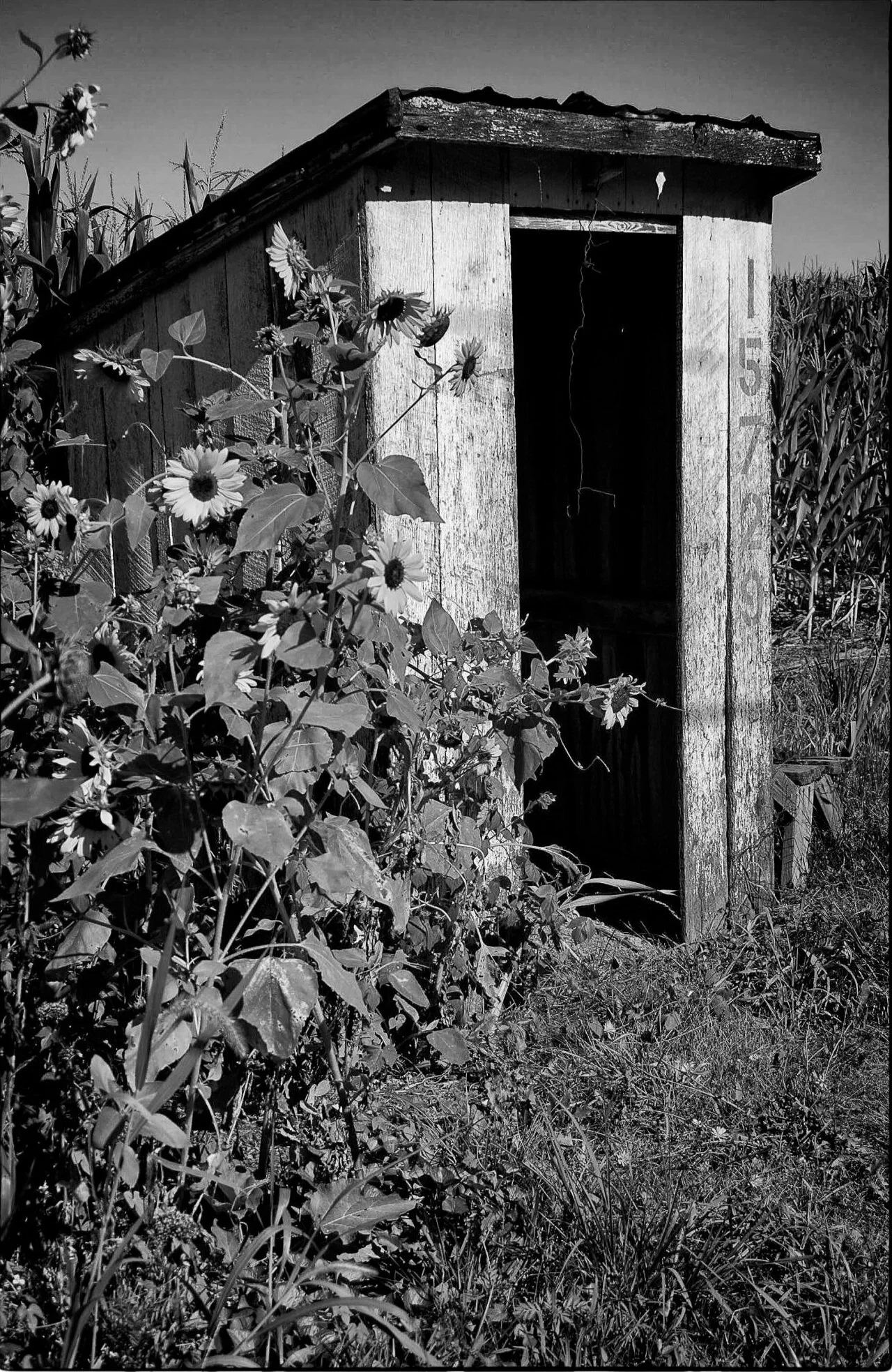 Bus stop and Sunflowers