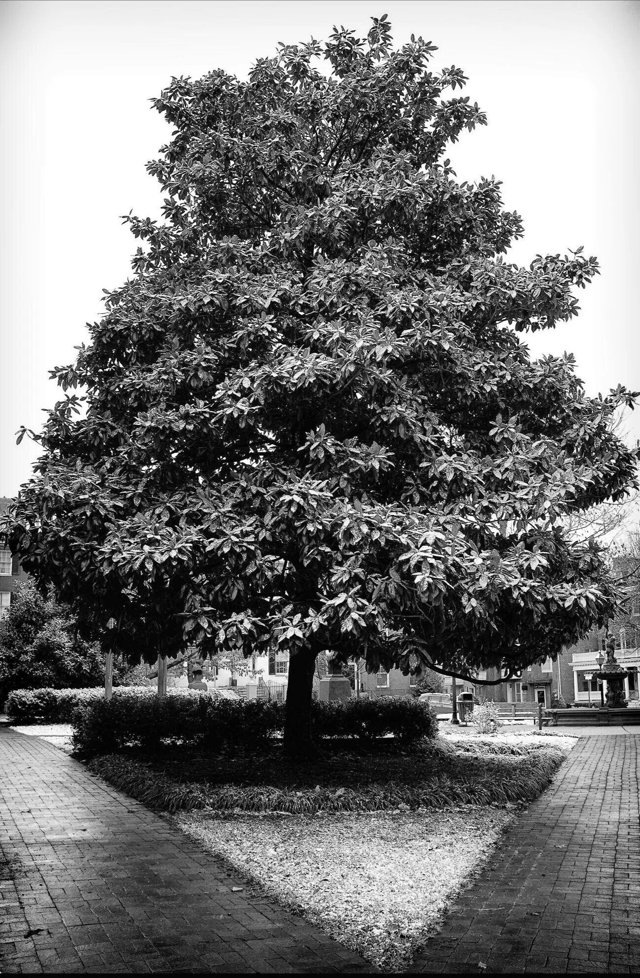 the Triangle and the Magnolia