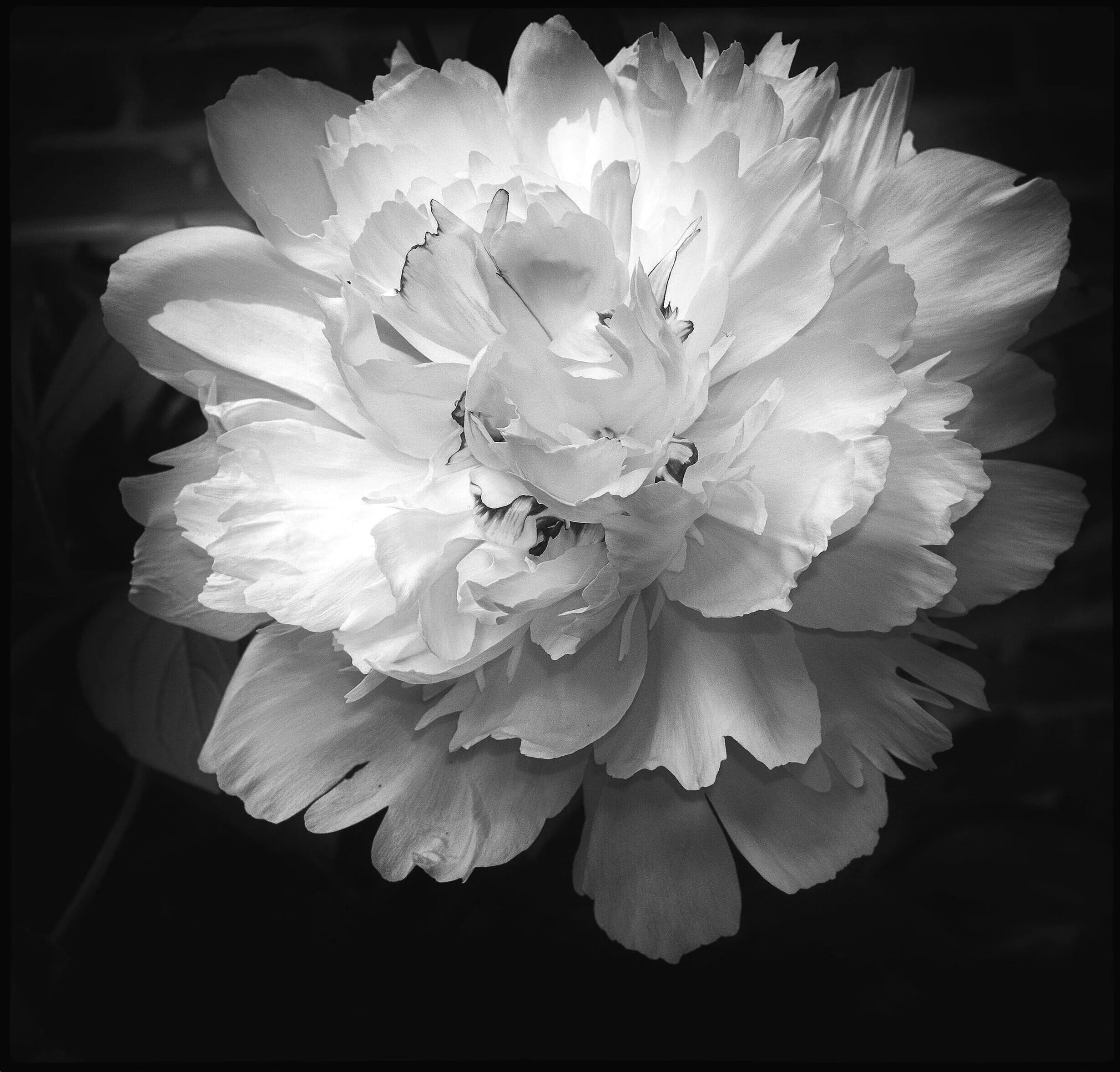 soft Peony