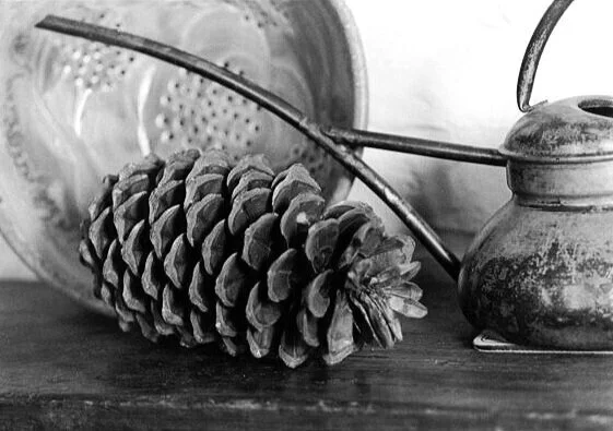 pinecone still life