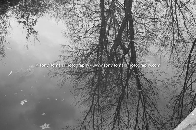 Georgetown tree reflection_.png