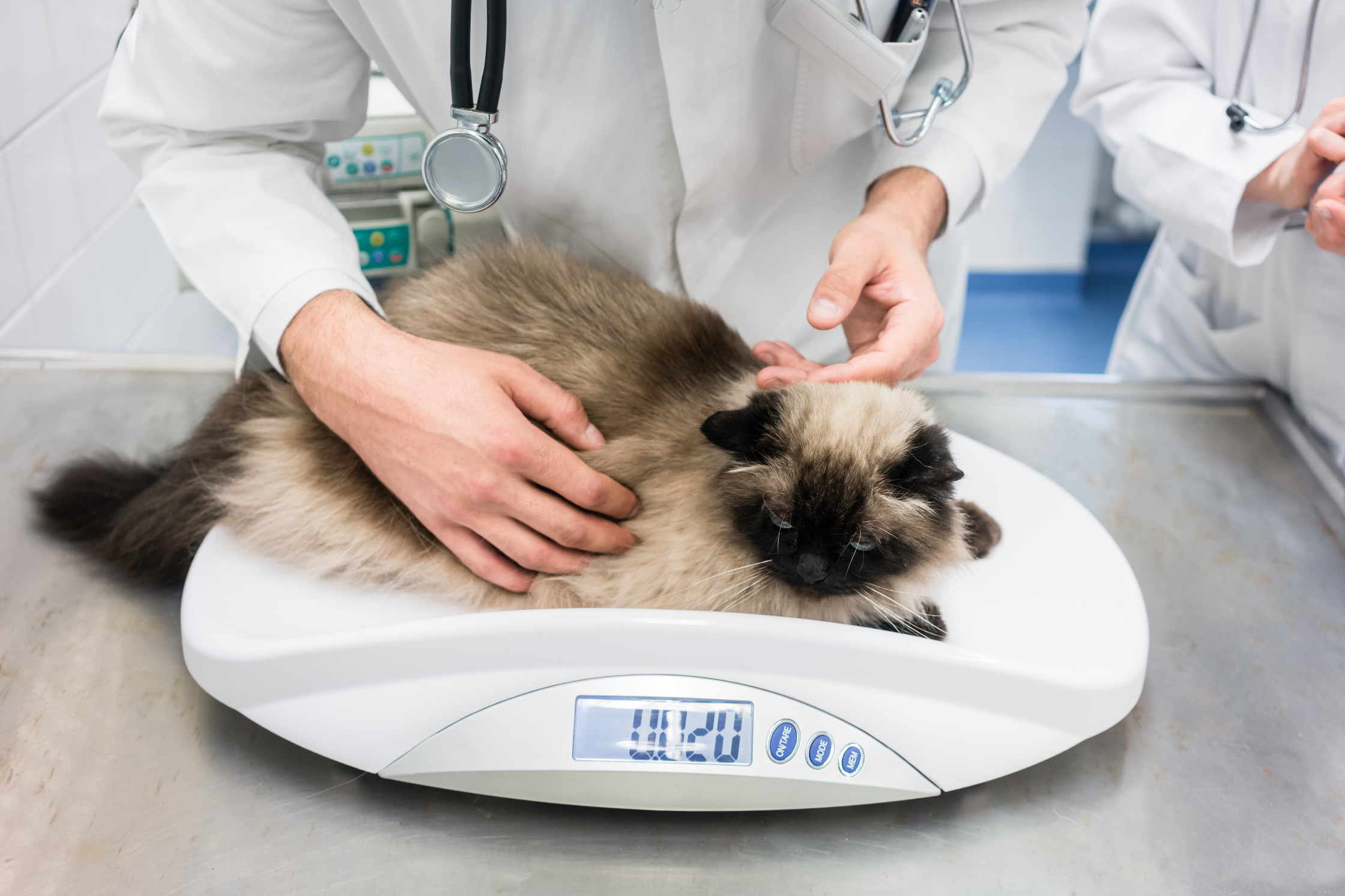 Image showcasing Can Feline Hyperthyroidism Cause Seizures? — CATT - Centers for ...