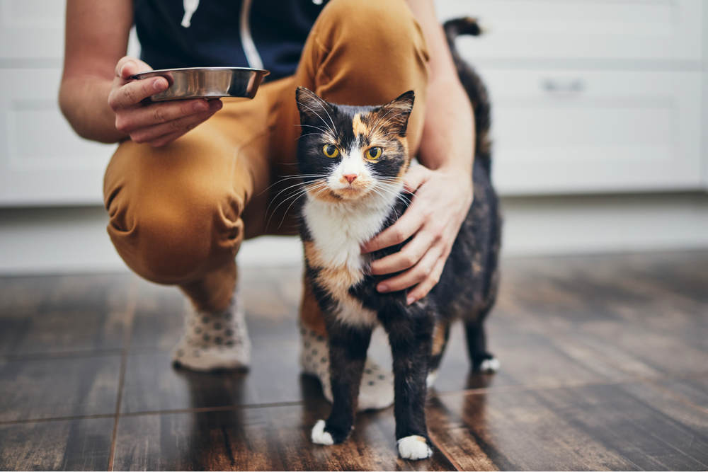Picture of 6 Home Care Tips for Senior Cats with Feline Hyperthyroidism — CATT ...
