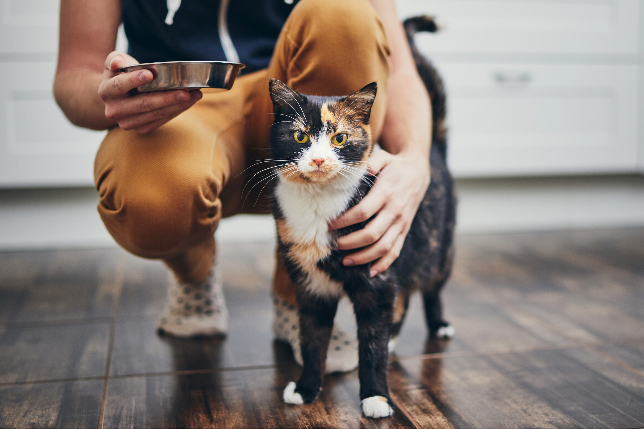 6 Home Care Tips for Senior Cats with Feline Hyperthyroidism — CATT ... - Health And Wellness Tips For Indoor Senior Cats