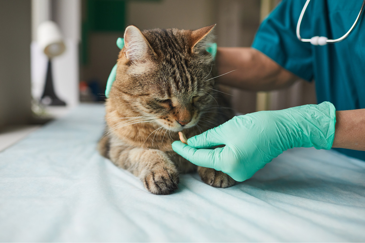 Picture of Daily Life with a Hyperthyroid Cat — CATT - Centers for Advanced ...