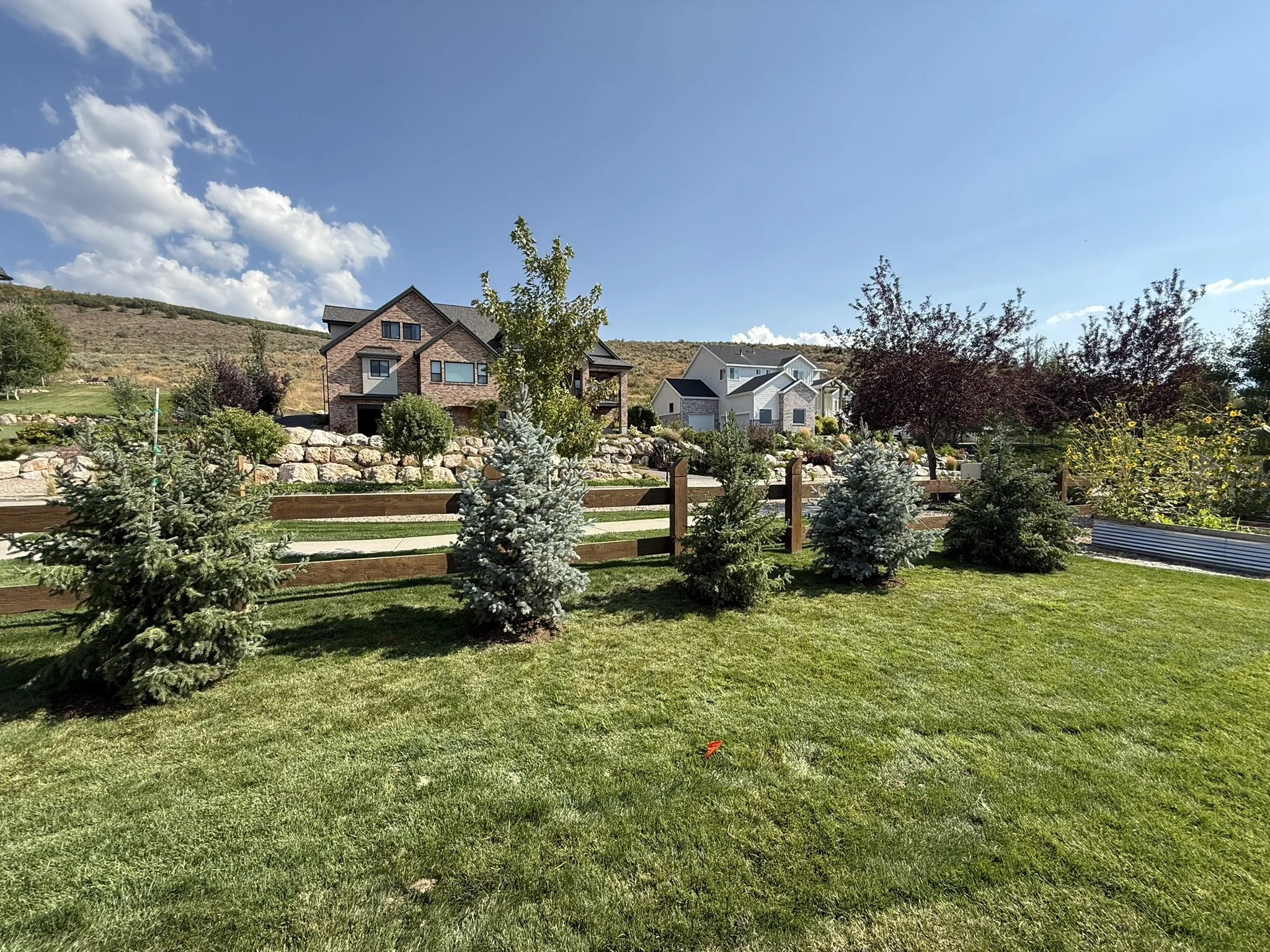 A landscaped backyard with a green lawn, five evergreen trees, a wooden fence, and houses on a hillside under a partly cloudy blue sky.