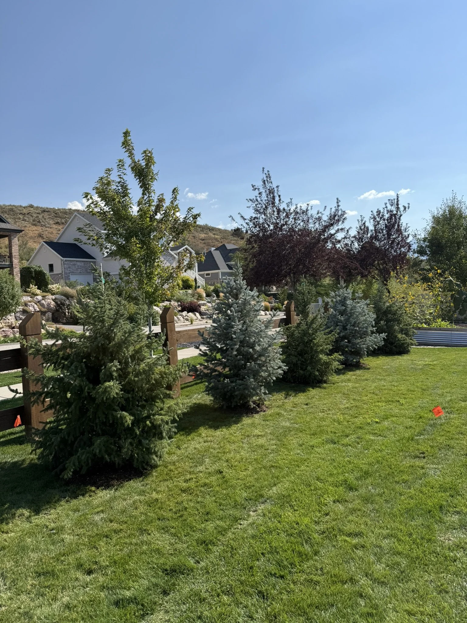 A backyard with a well-maintained green lawn, a variety of small to medium-sized trees, and a wooden fence. Houses are visible in the background under a clear blue sky.