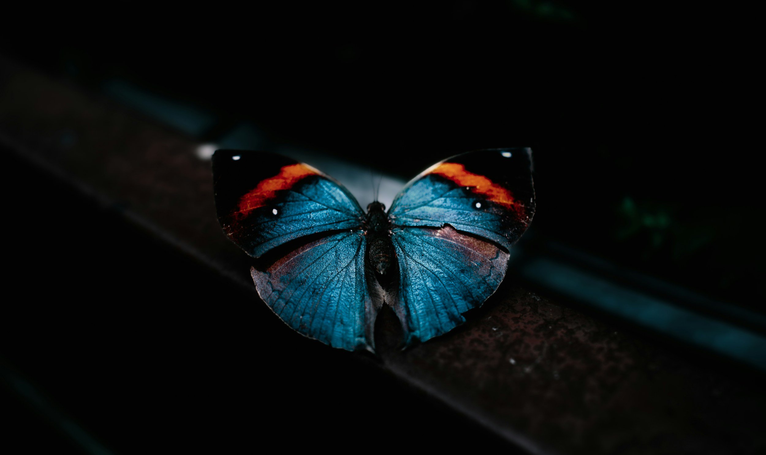 blue butterfly on a rail with dark background