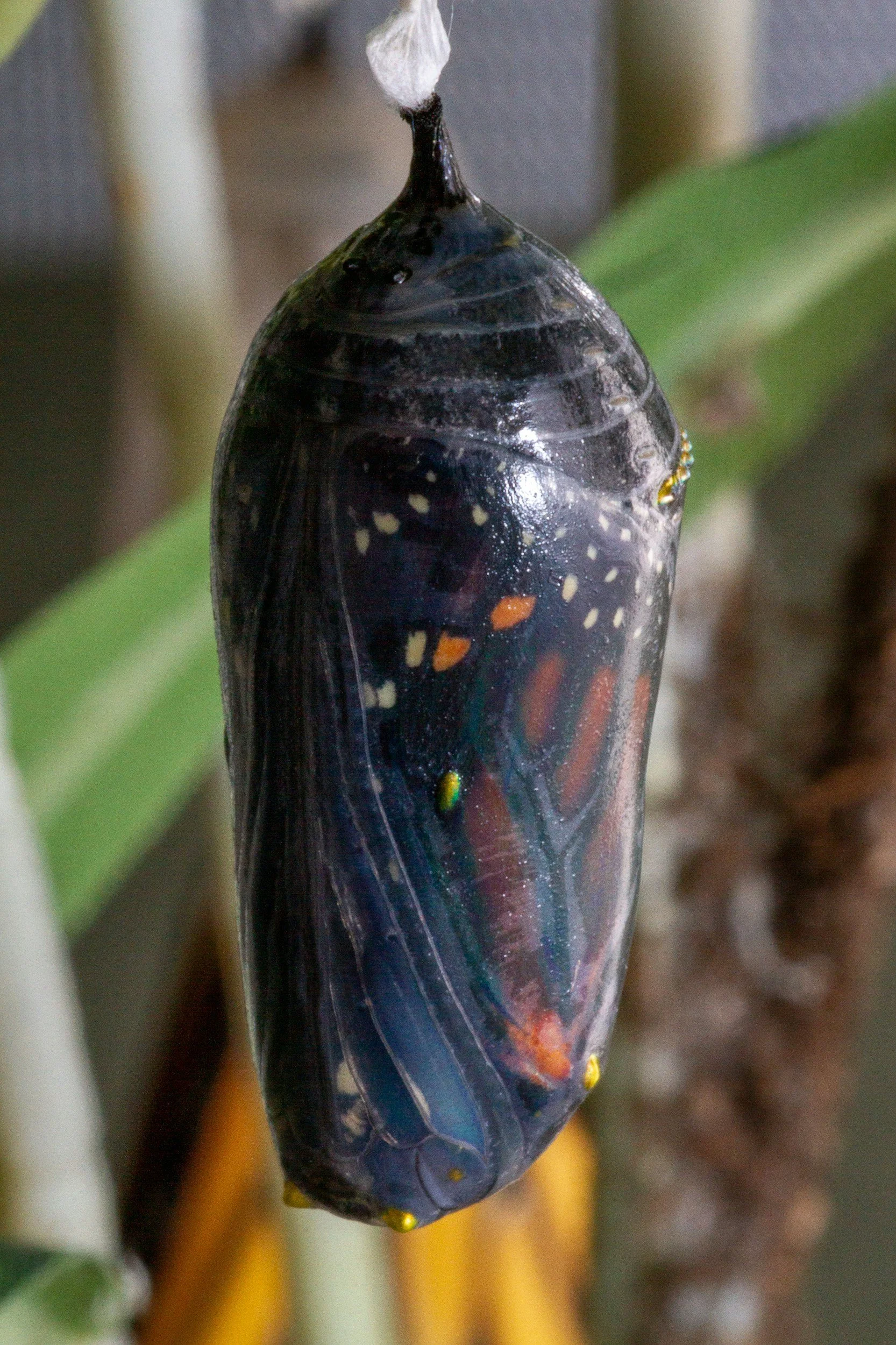 monarch  butterfly in a clear chrysalis, almost ready to emerge