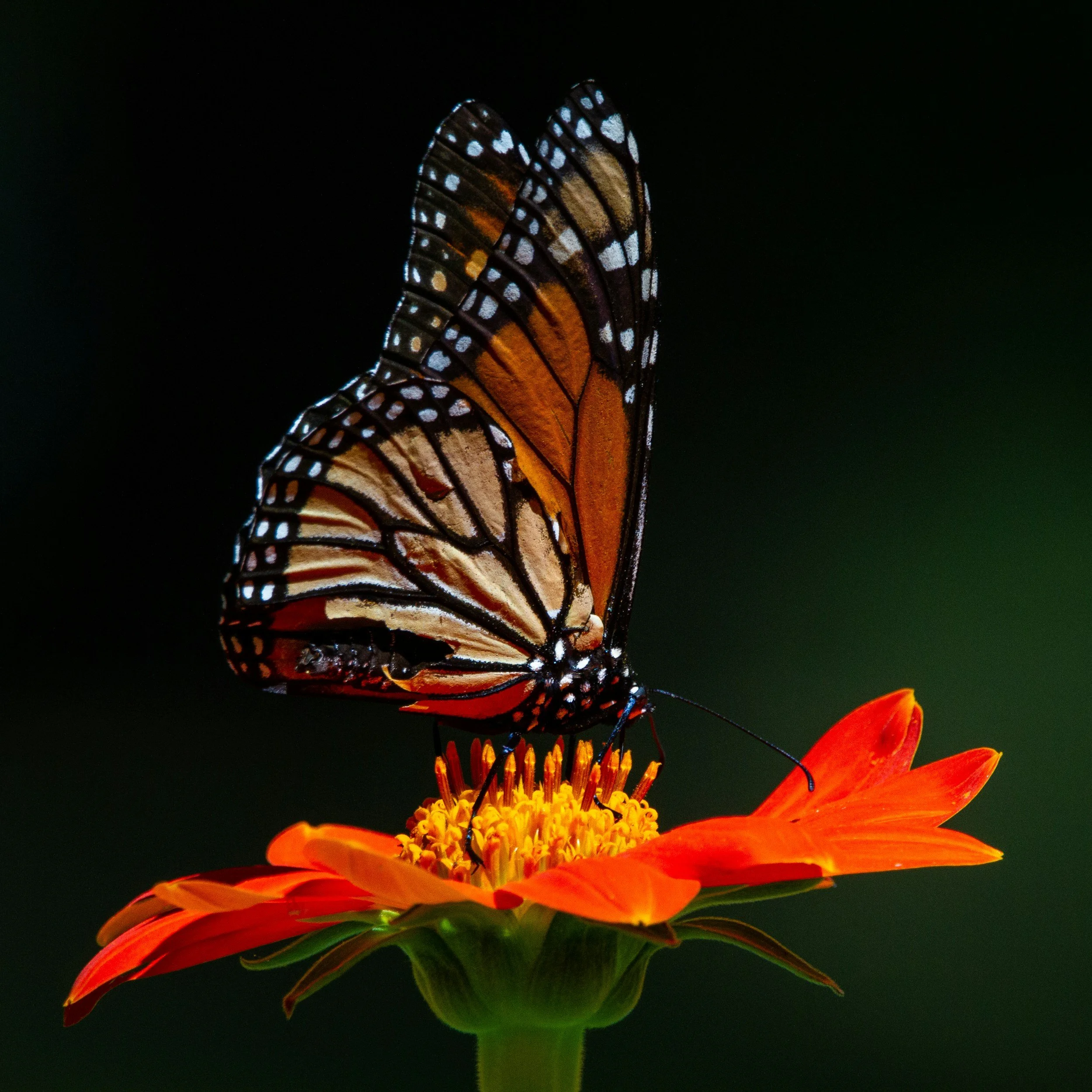 monarch butterfly on an orange flower with a green background