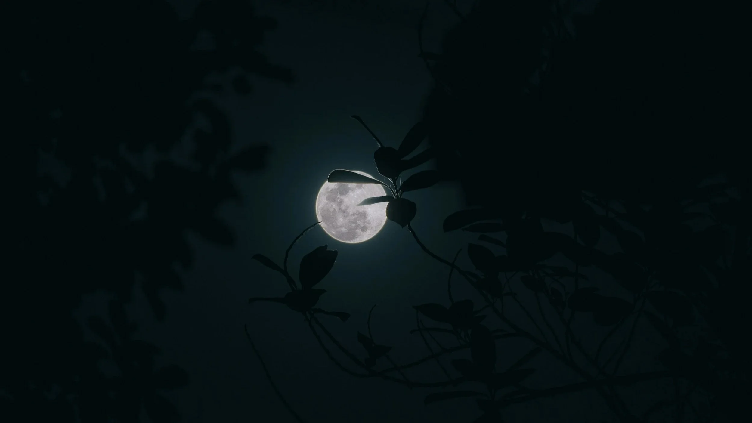 full moon with trees