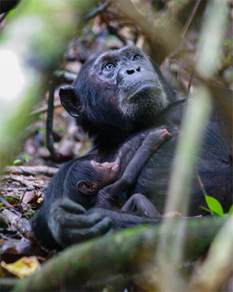 mother chimp.jpg