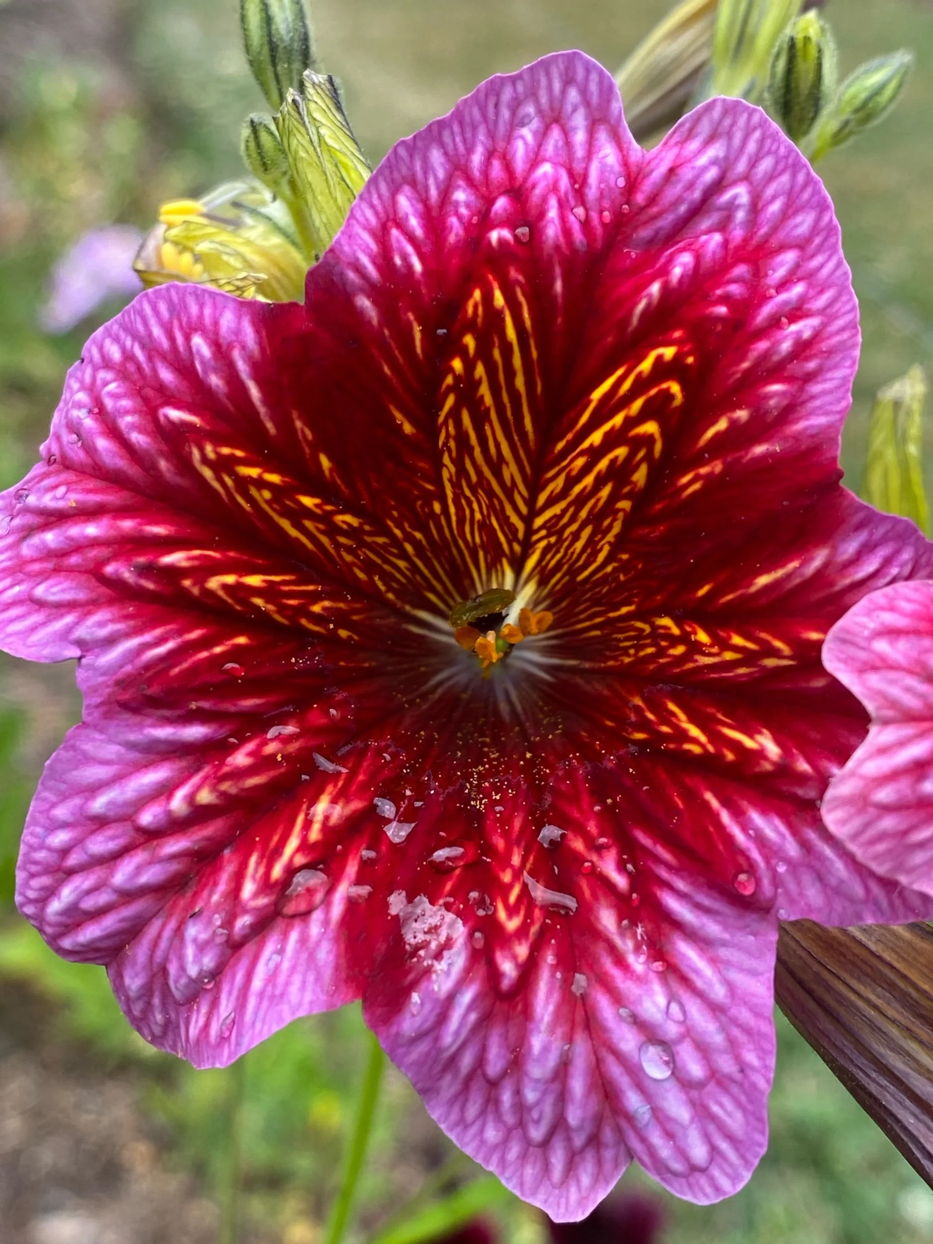 FBFC monthly blooms (delivered)