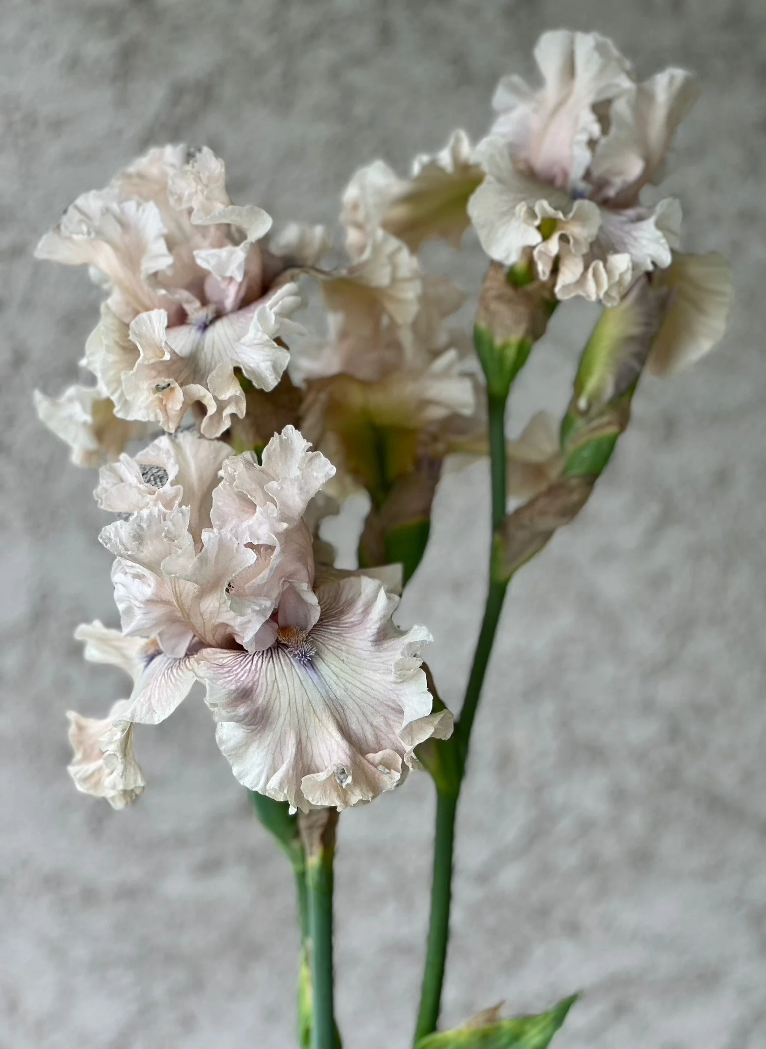 PORTFOL_FT - 143.jpeg