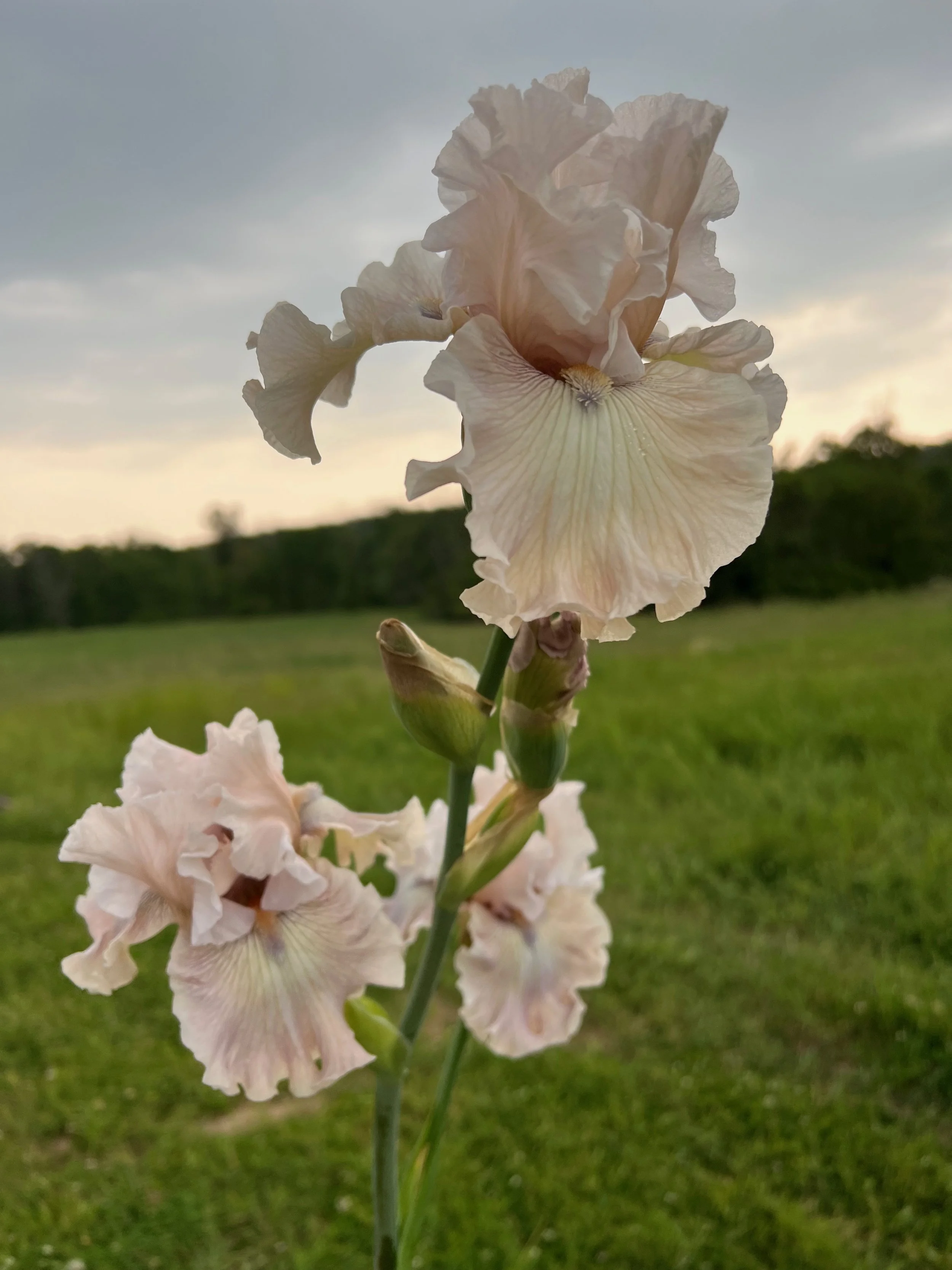 PORTFOL_FT - 1 (4).jpeg